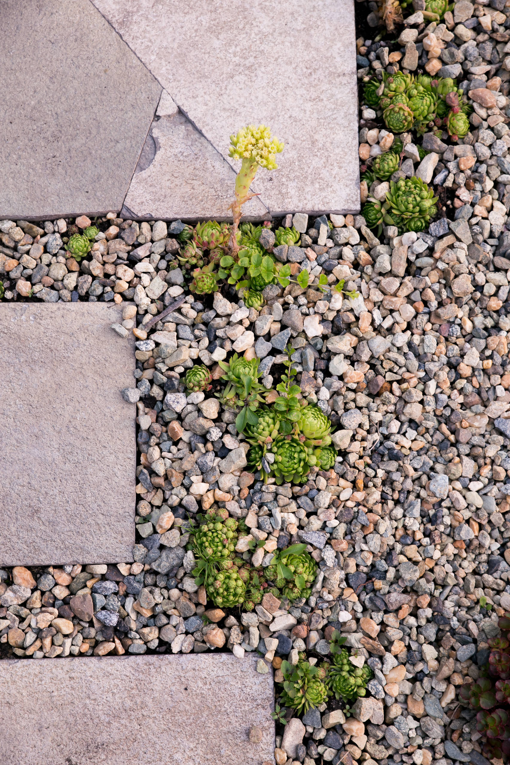 Зачем вам: Растения, которые можно вытаптывать