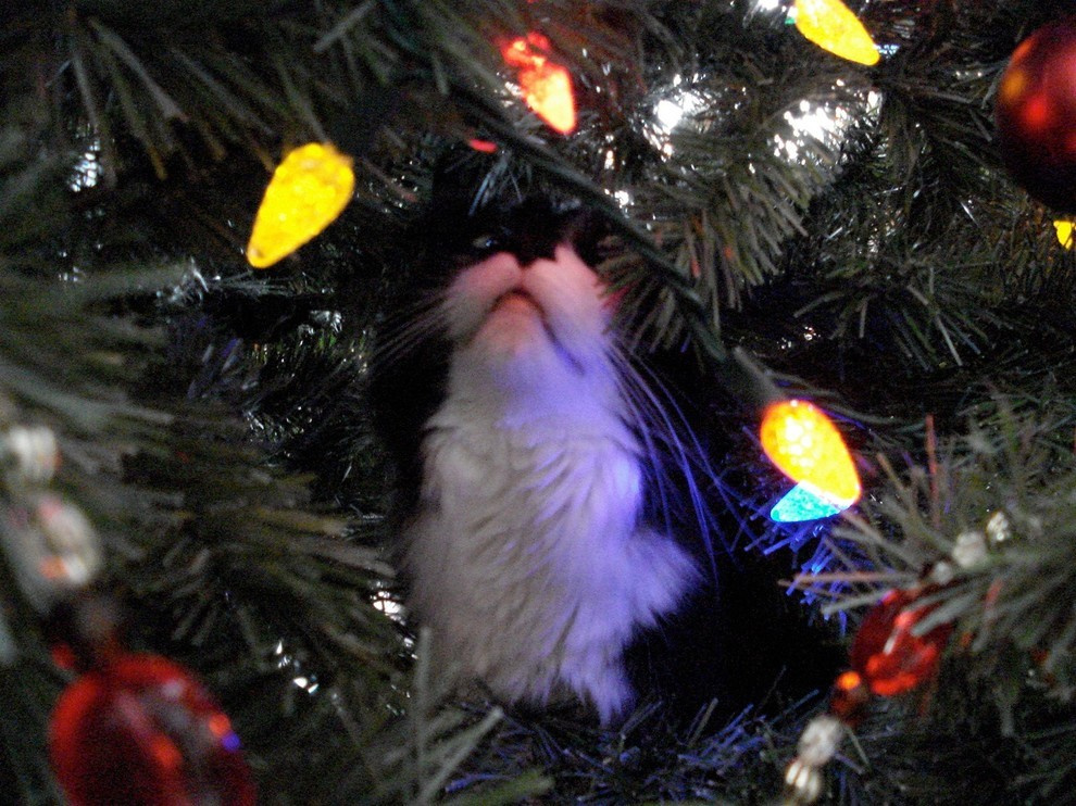 Фотоохота: 44 идеи, как украсить ёлку в этом году