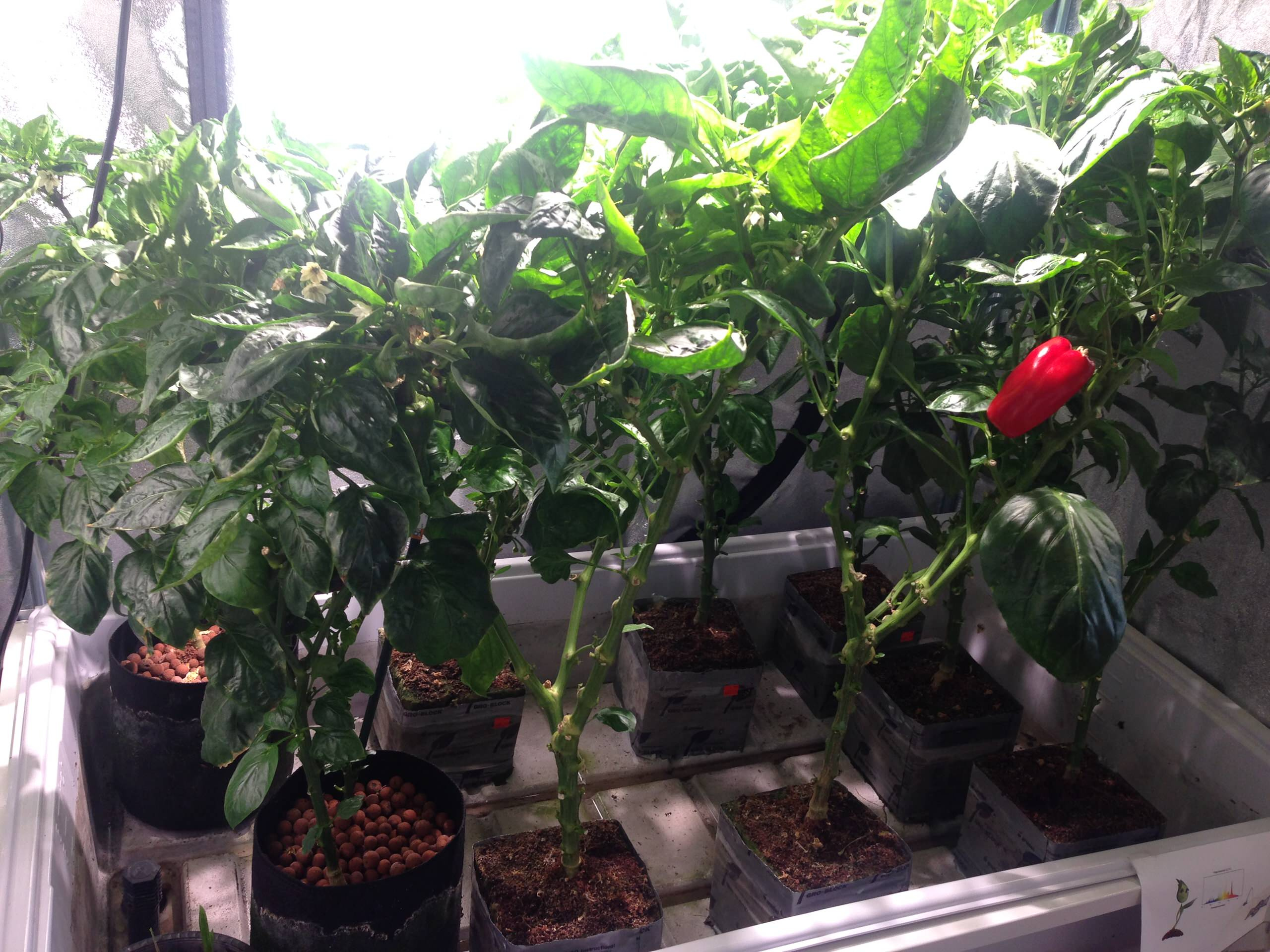 Хороший вопрос: Какую зелень можно вырастить на подоконнике зимой