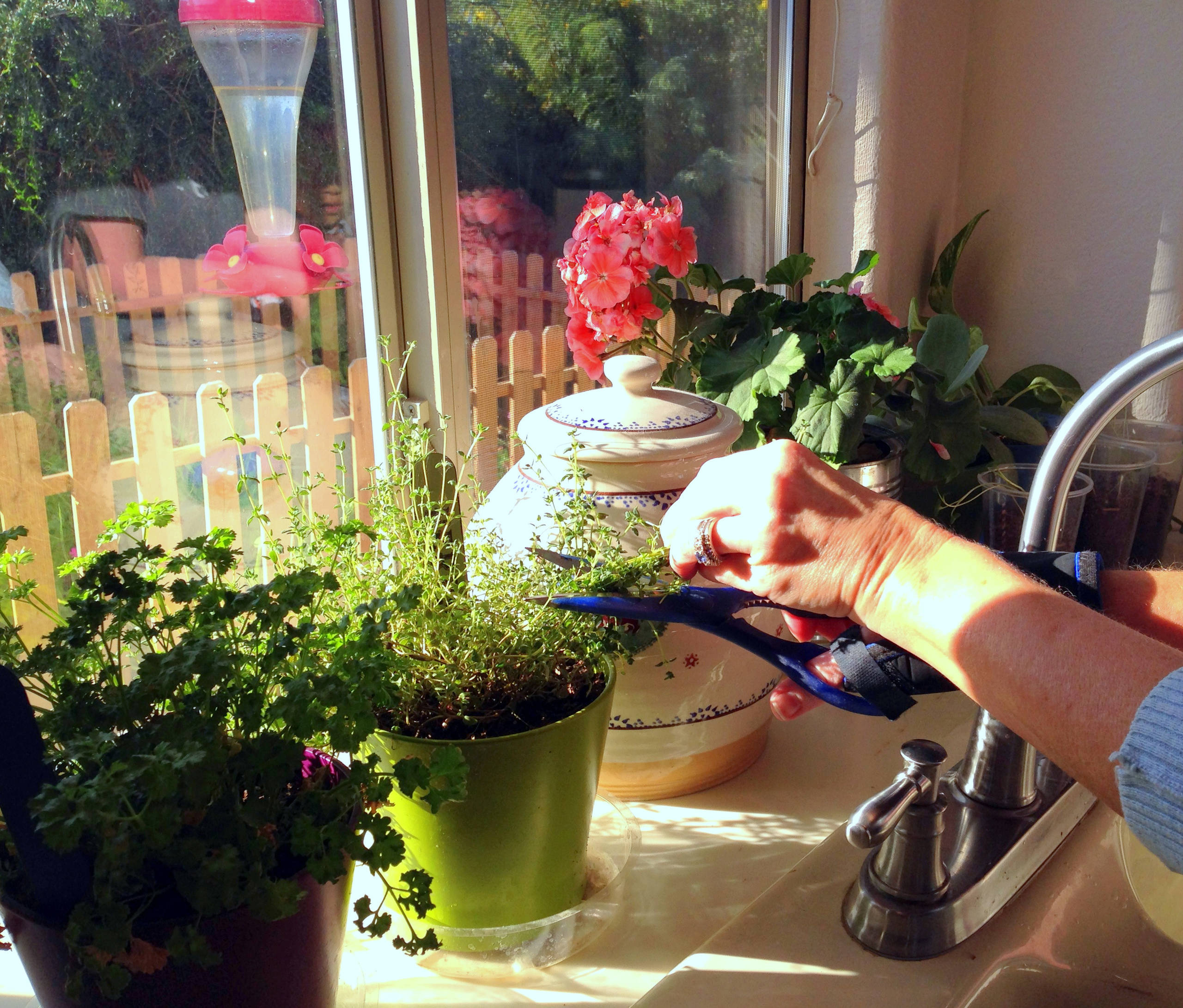 Дизайн-дебаты: Есть ли тренды в комнатных растениях