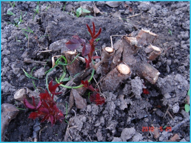 Личный опыт: Скорая помощь для роз