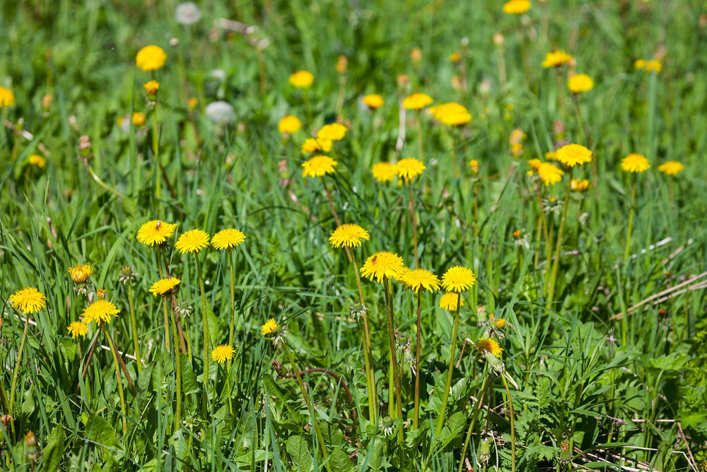 Как правильно: Делать зеленые смузи