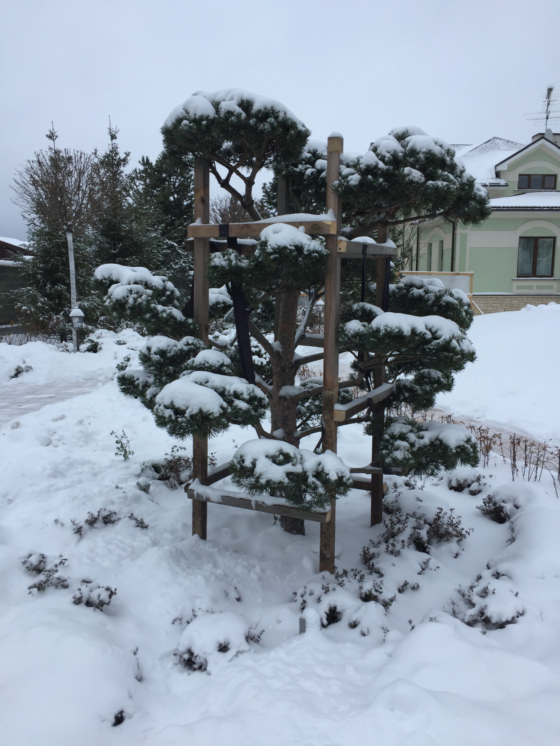 Родовое дерево: Как вырастить дуб из желудя, а сосну из семечка