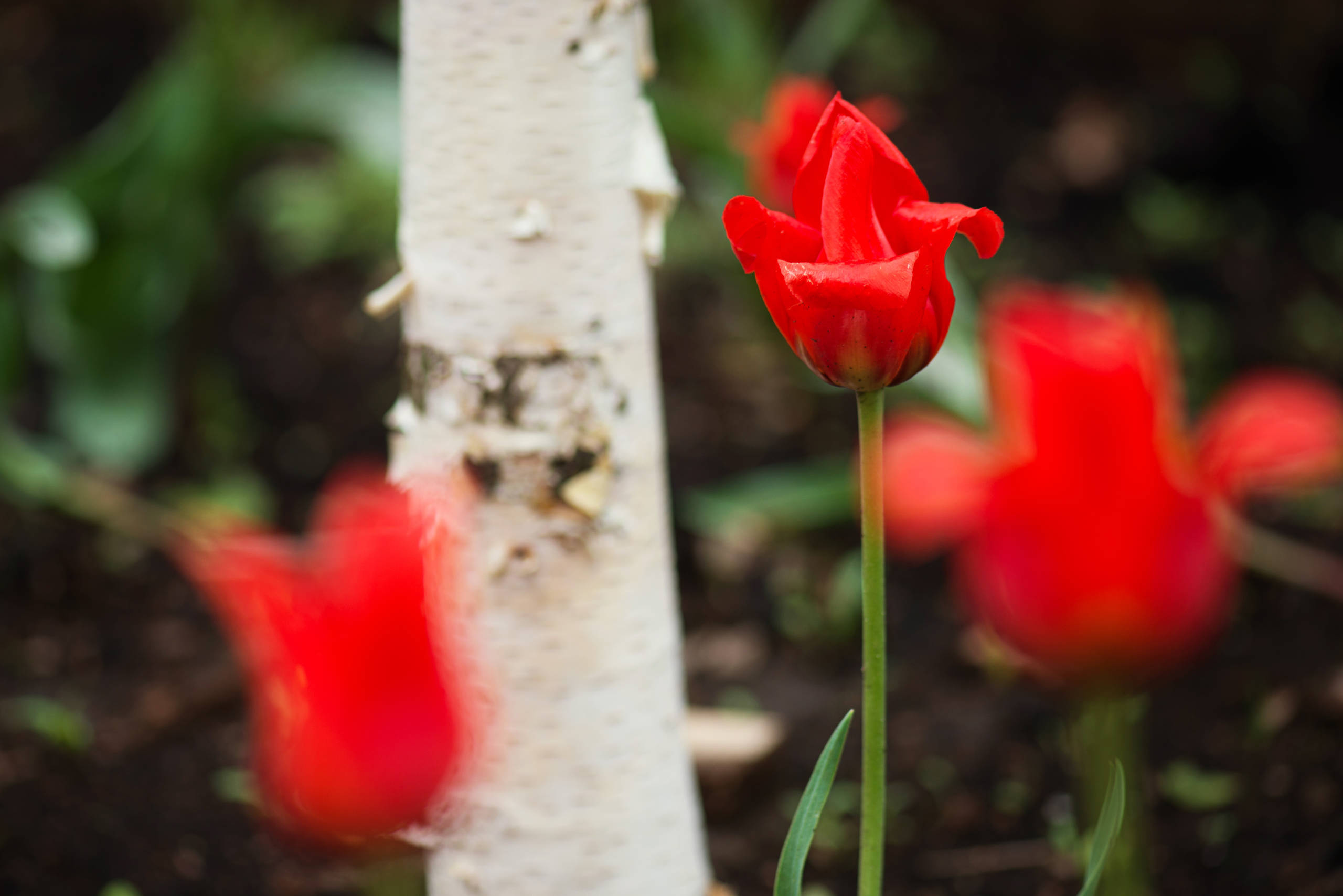 Проект недели: Три времени года в саду под Рязанью