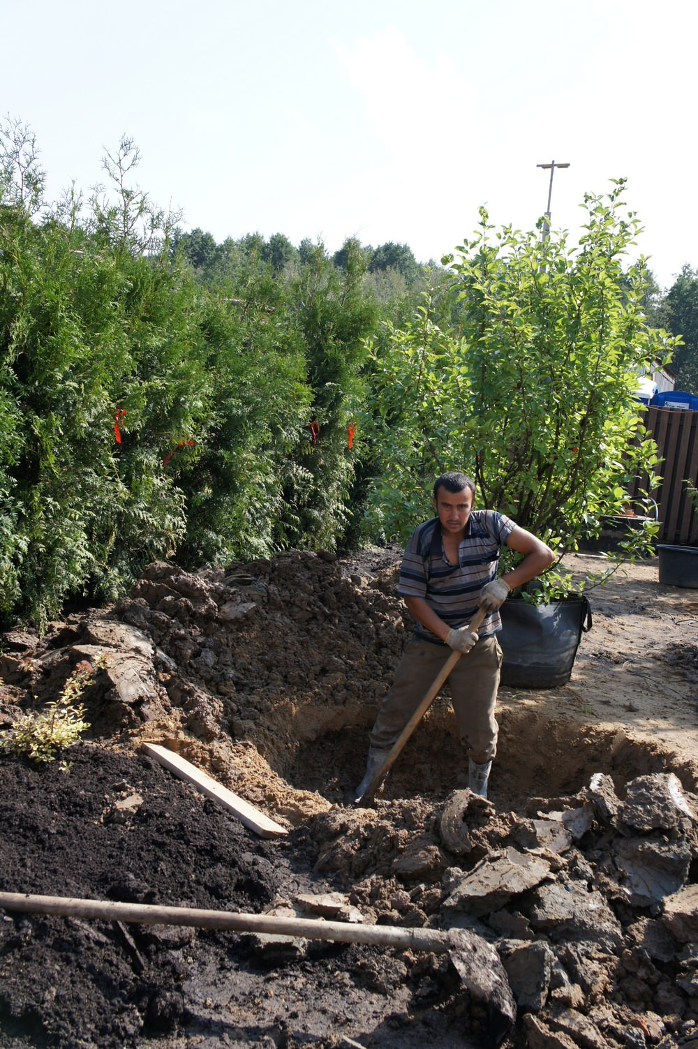 Как правильно: Пересадить взрослые деревья и кустарники