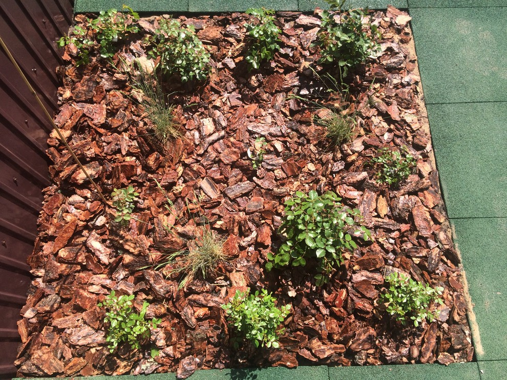 Как правильно: Ухаживать за розами летом