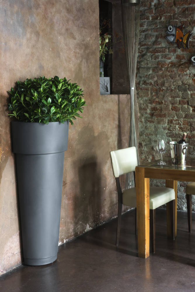 Если подоконник занят: Как озеленить квартиру иначе?