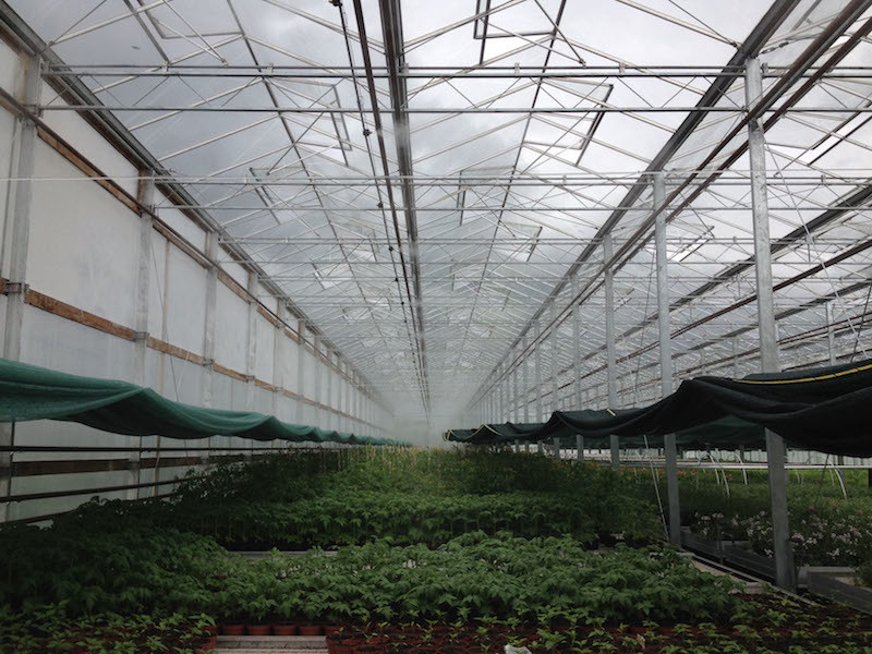 Как правильно: Организовать туман в саду