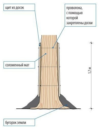 Хороший вопрос: Как спасти деревья на участке во время стройки дома