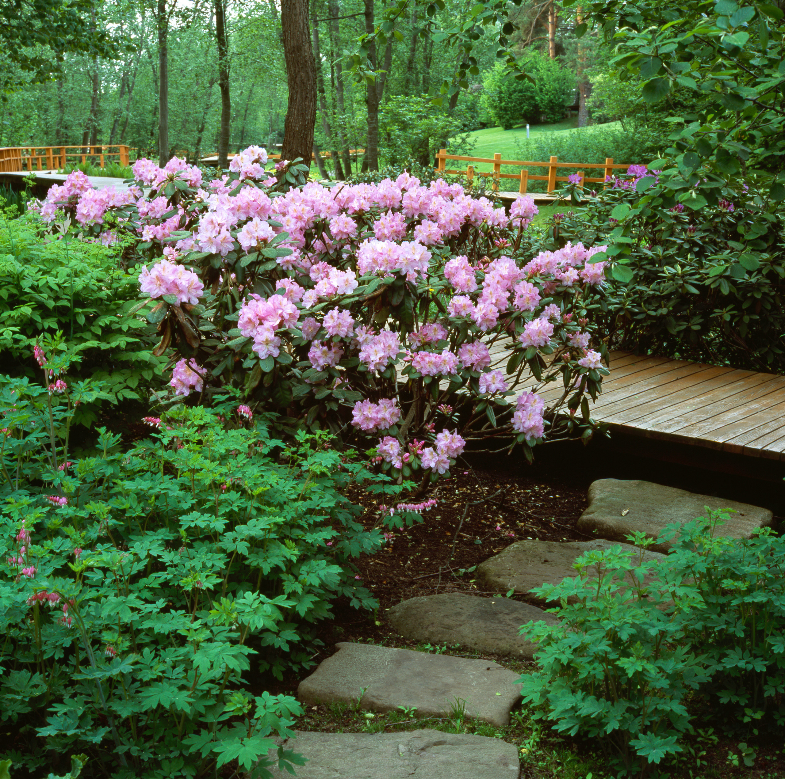 Сами не местные: 10 кустарников в зоне риска в Подмосковье