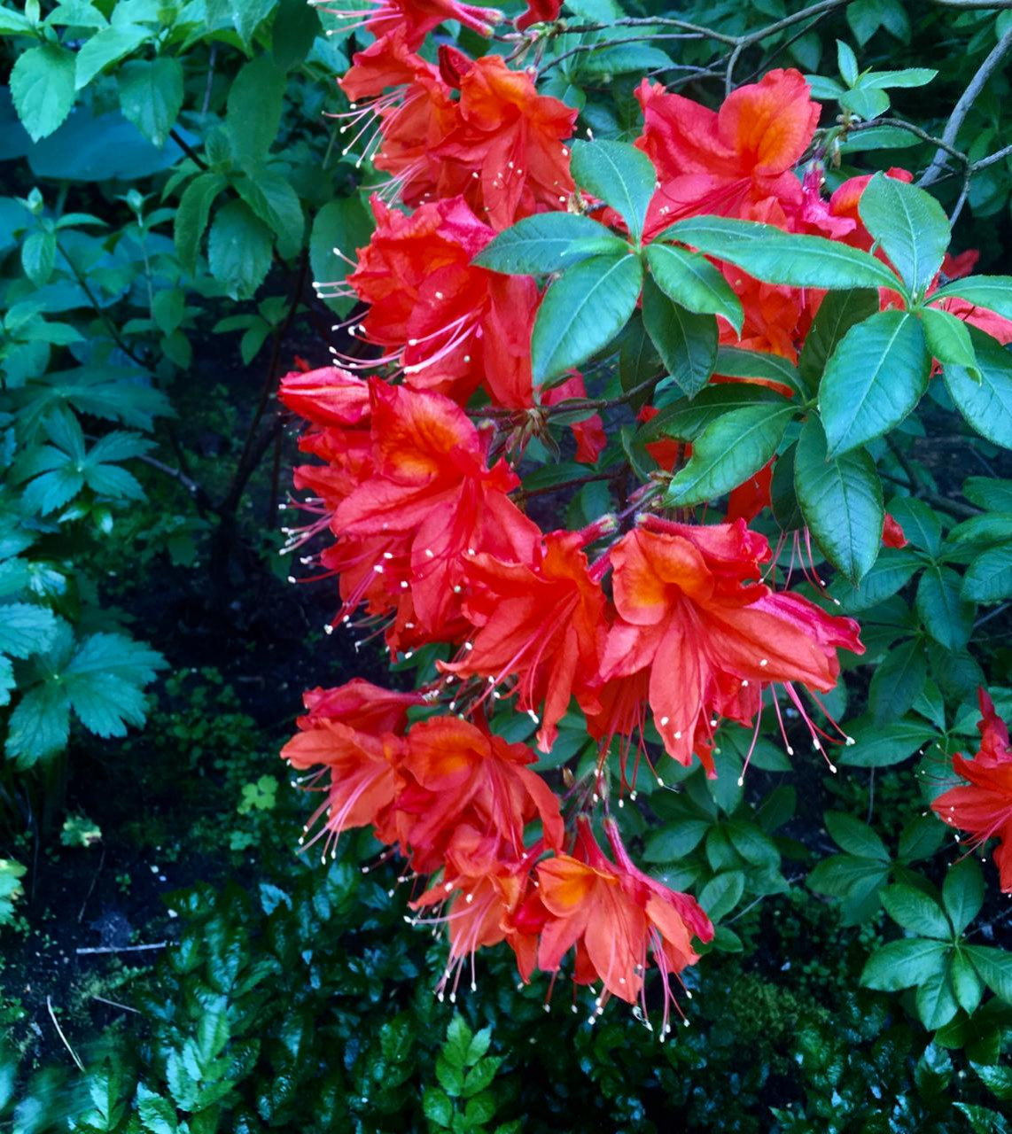 В гостях: Сад на 14 сотках, где живут круглый год