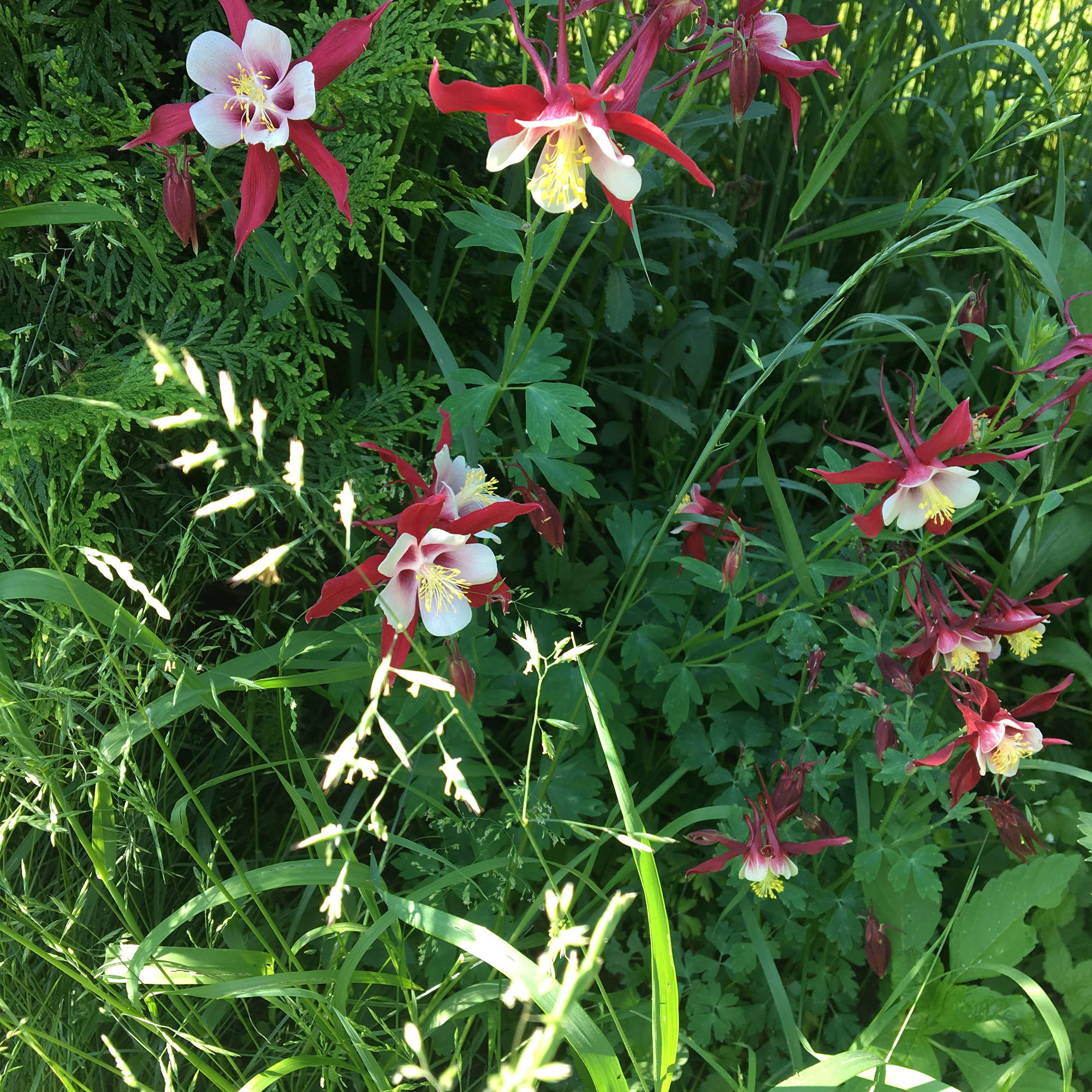 Что-то с чем-то: Как создавать композиции из растений