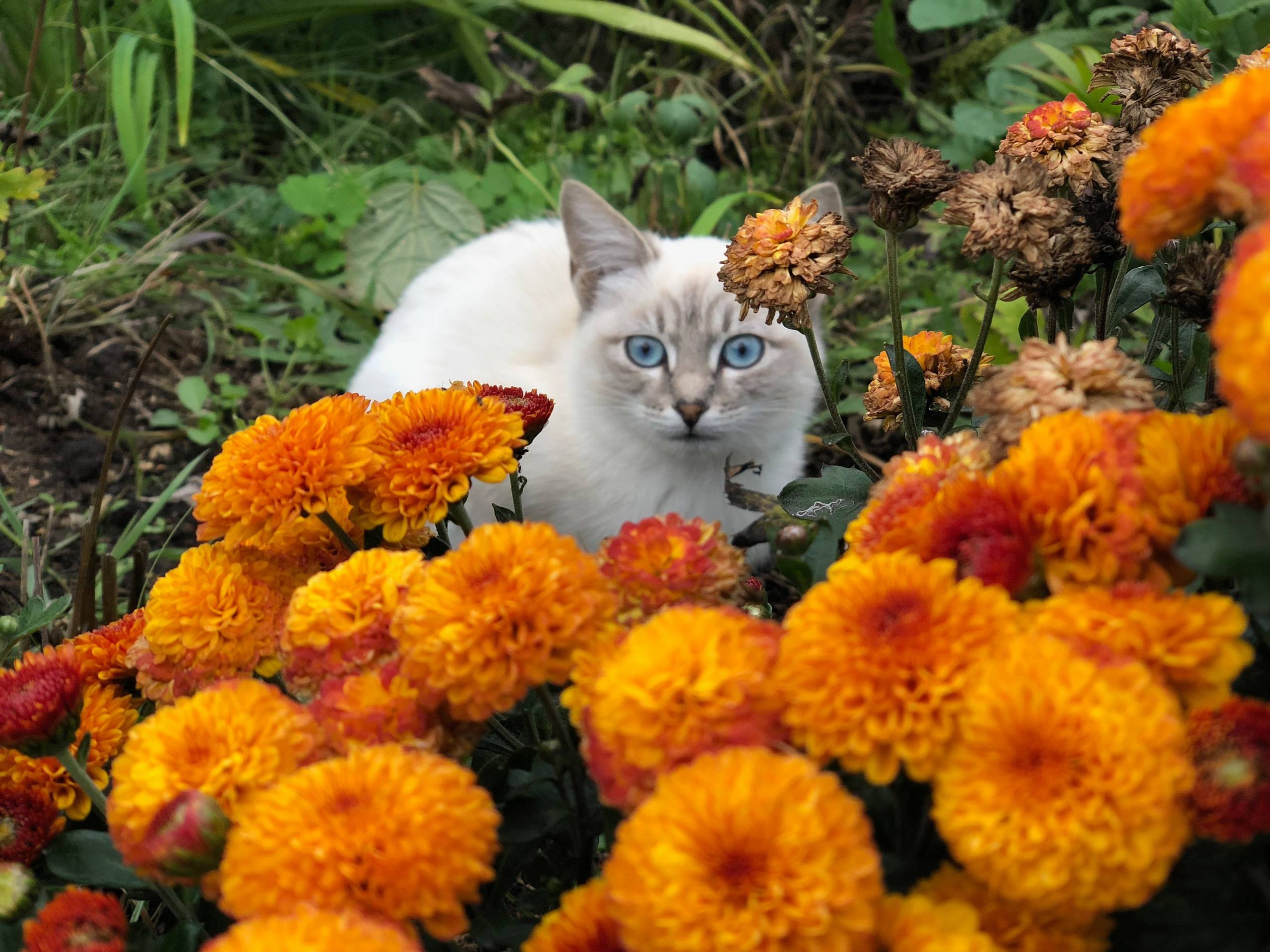 Проект недели: Пестрый сад в Рязанской области