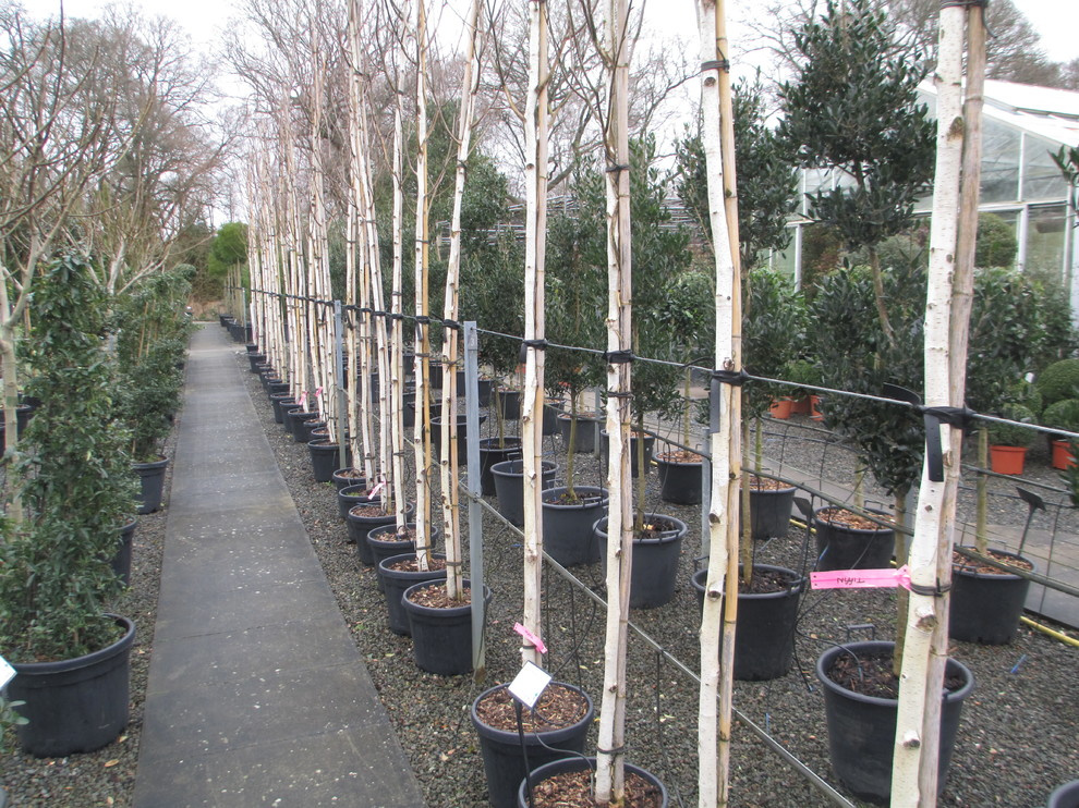 Как правильно: Посадить сад осенью