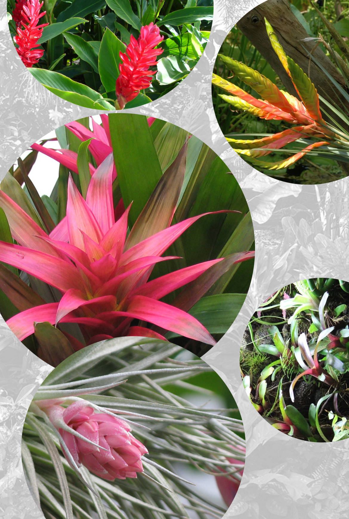 Зимний сад: Как понять, какой тип подходит именно вам