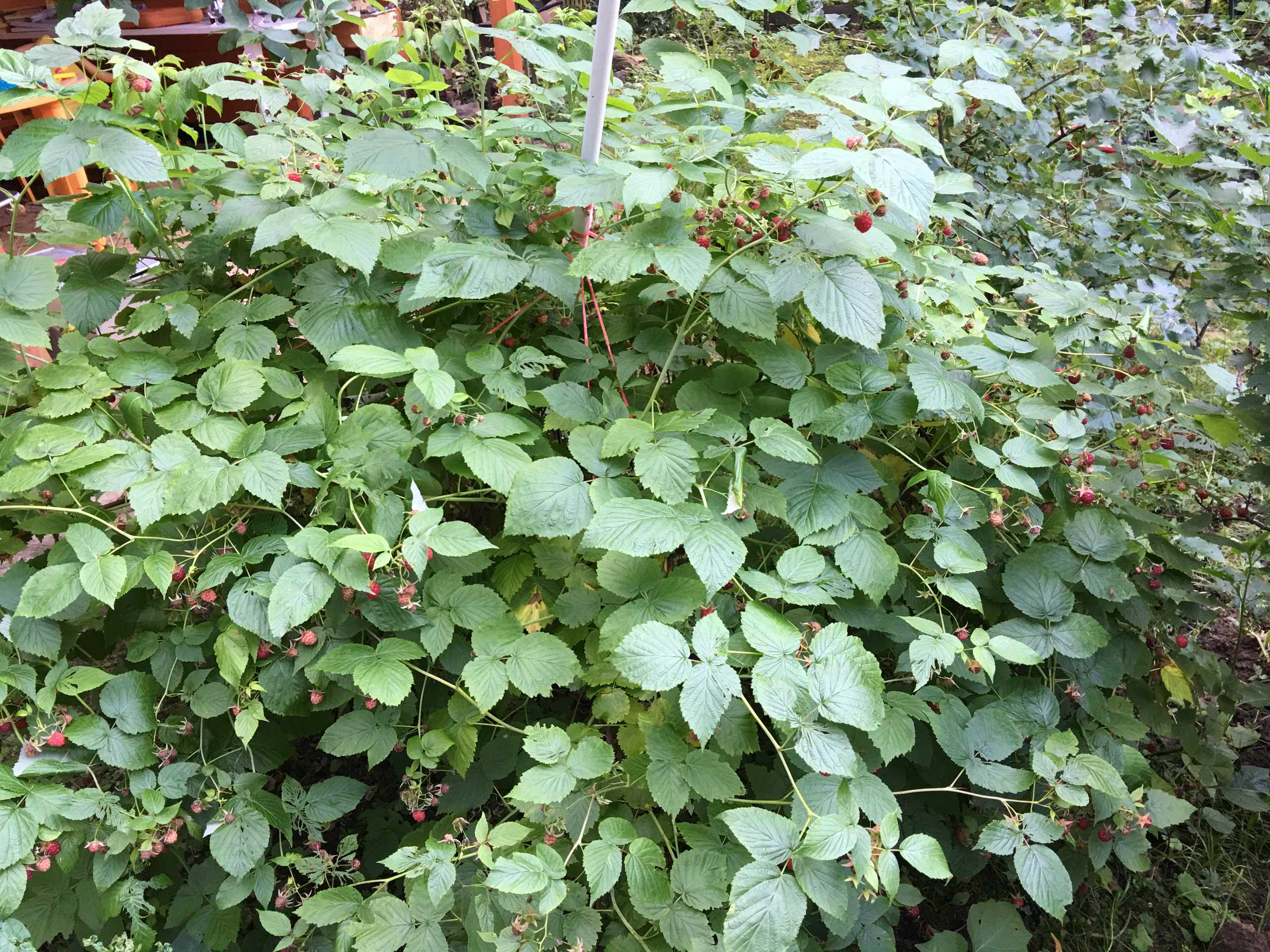 В гостях: Советская дача дизайнера Наташи Ломейко