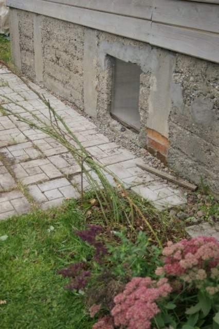 Личный опыт: Скорая помощь для роз