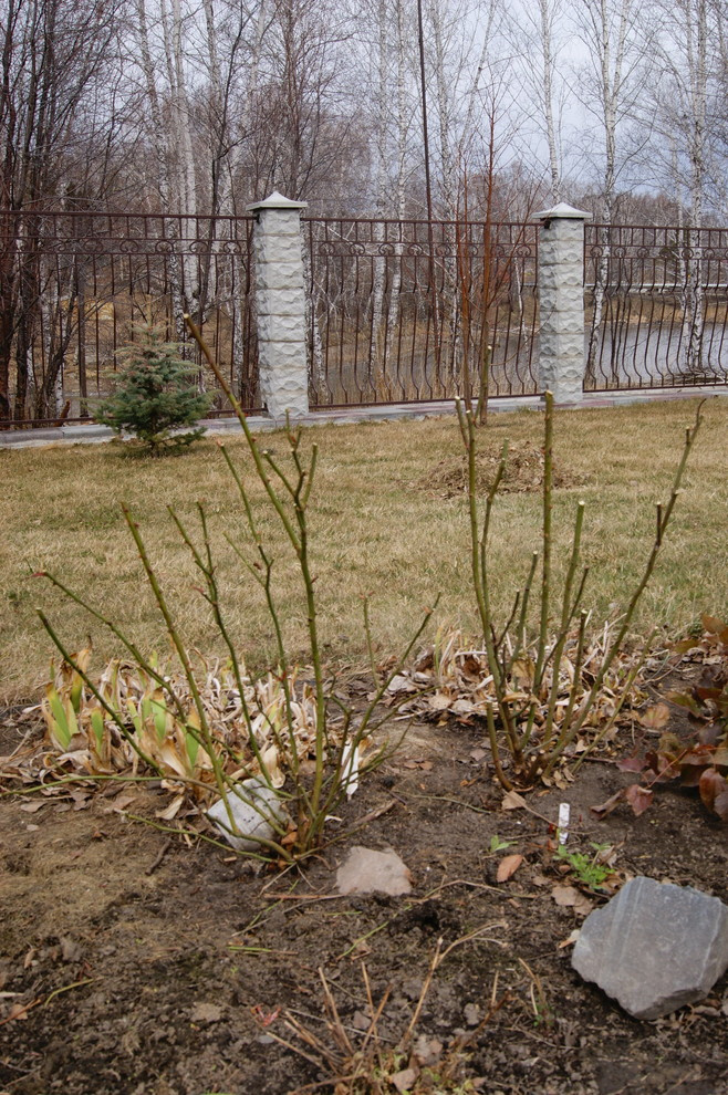 Как правильно: Обрезать садовые розы