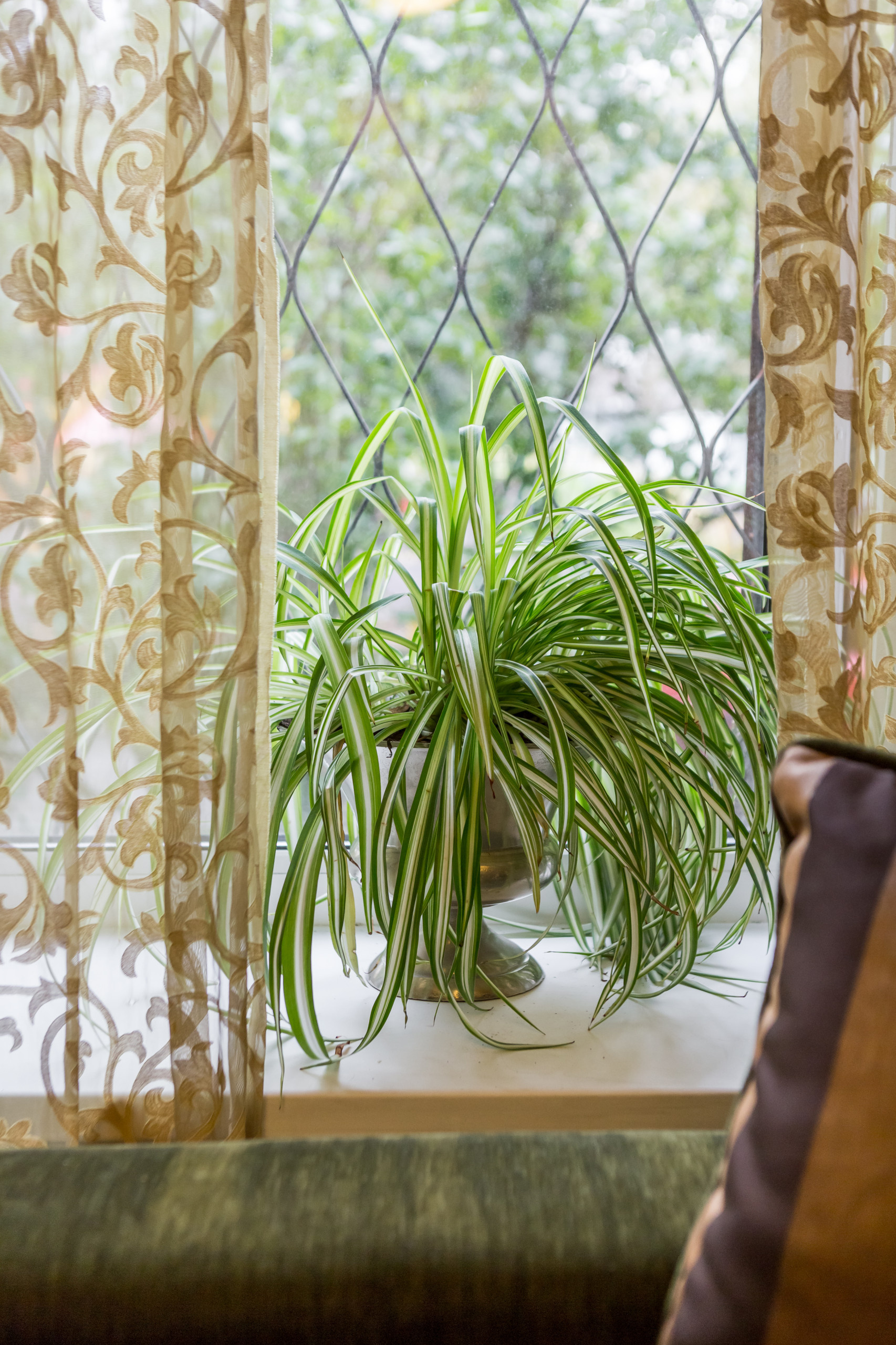 Хотите — верьте: Цветы, приносящие счастье и любовь в дом