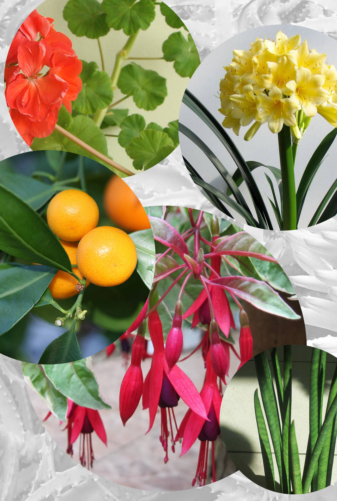 Зимний сад: Как понять, какой тип подходит именно вам