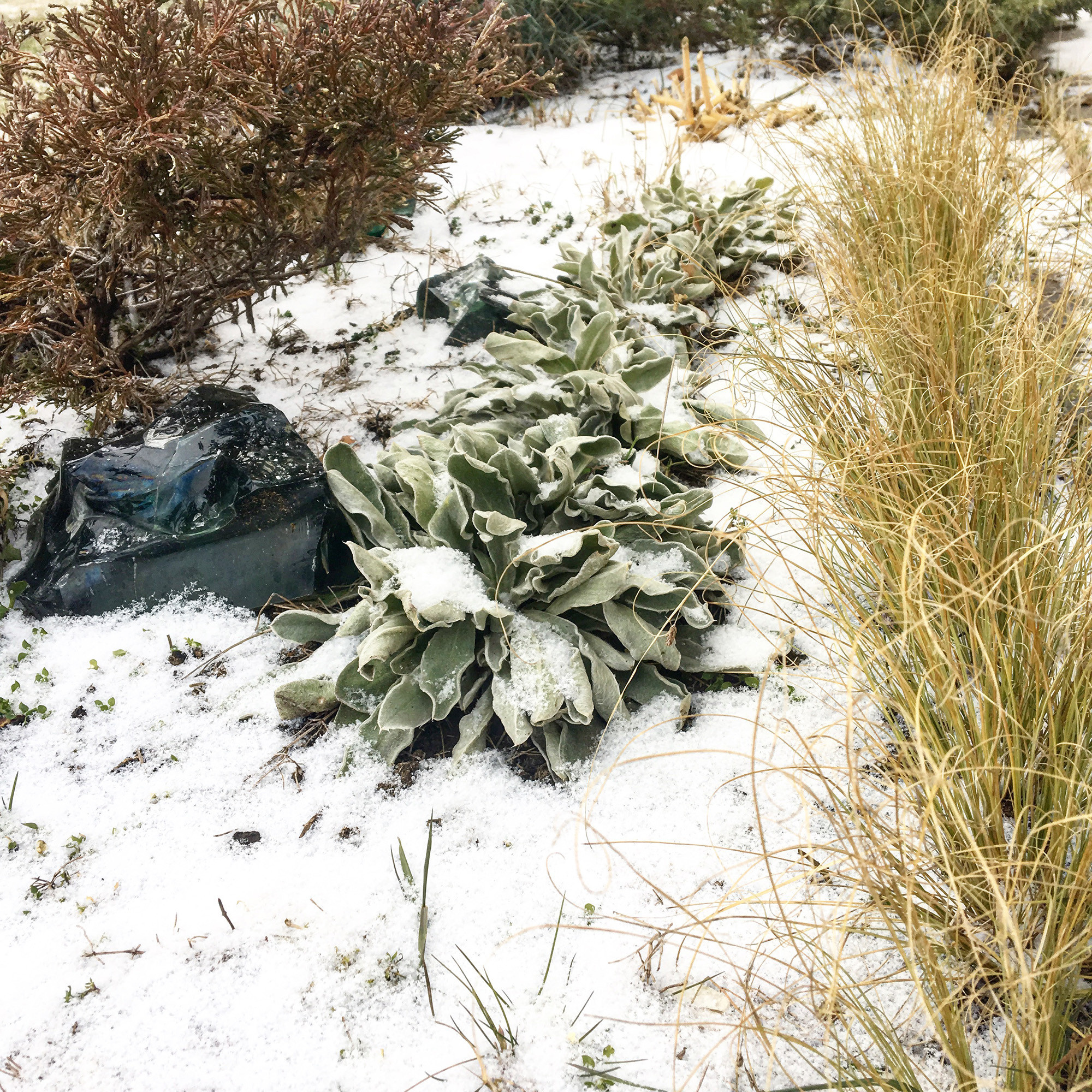 Что-то с чем-то: Как создавать композиции из растений