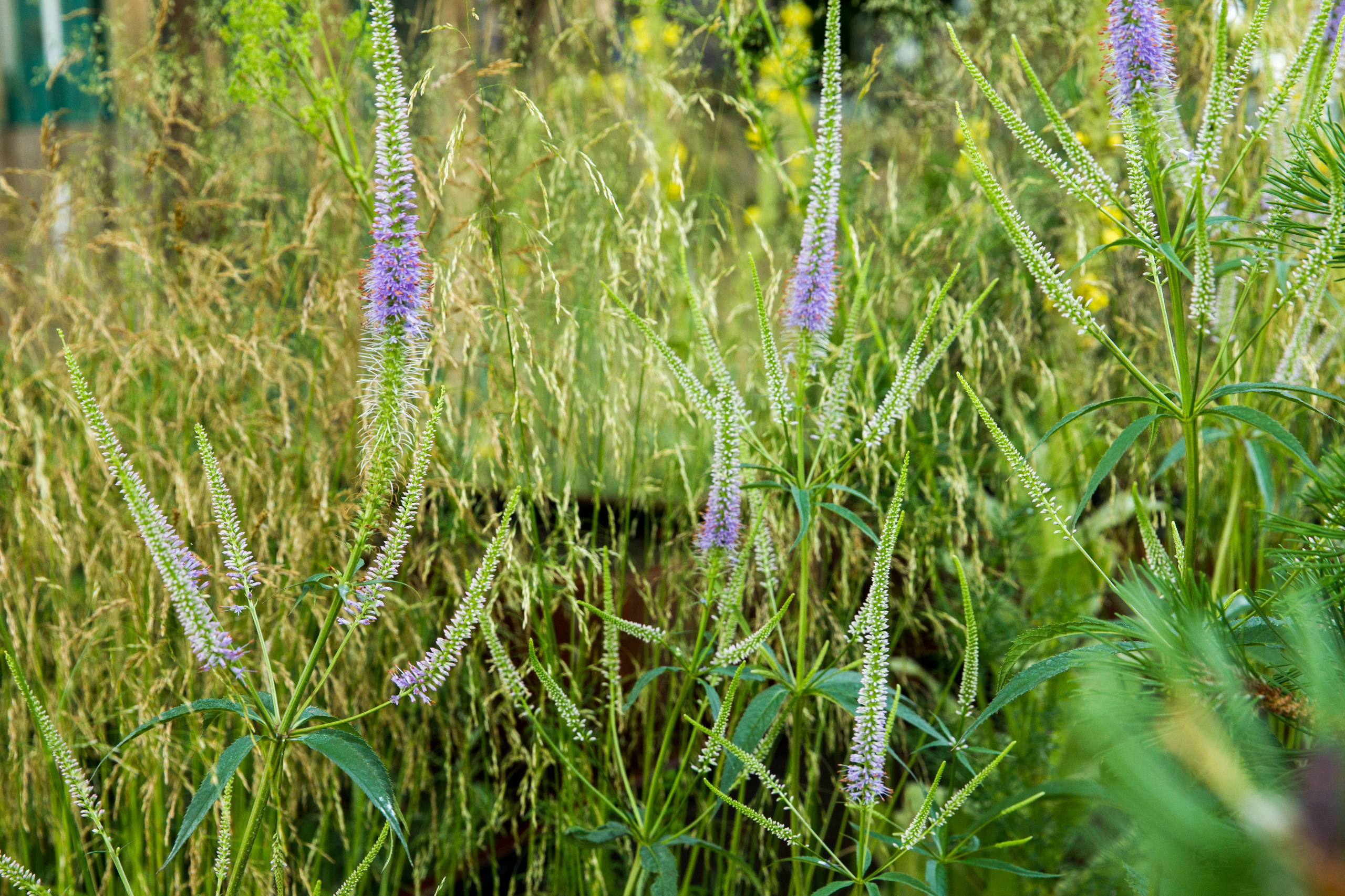Проект недели: Английский сад о звуке, удивившем мир садоводства