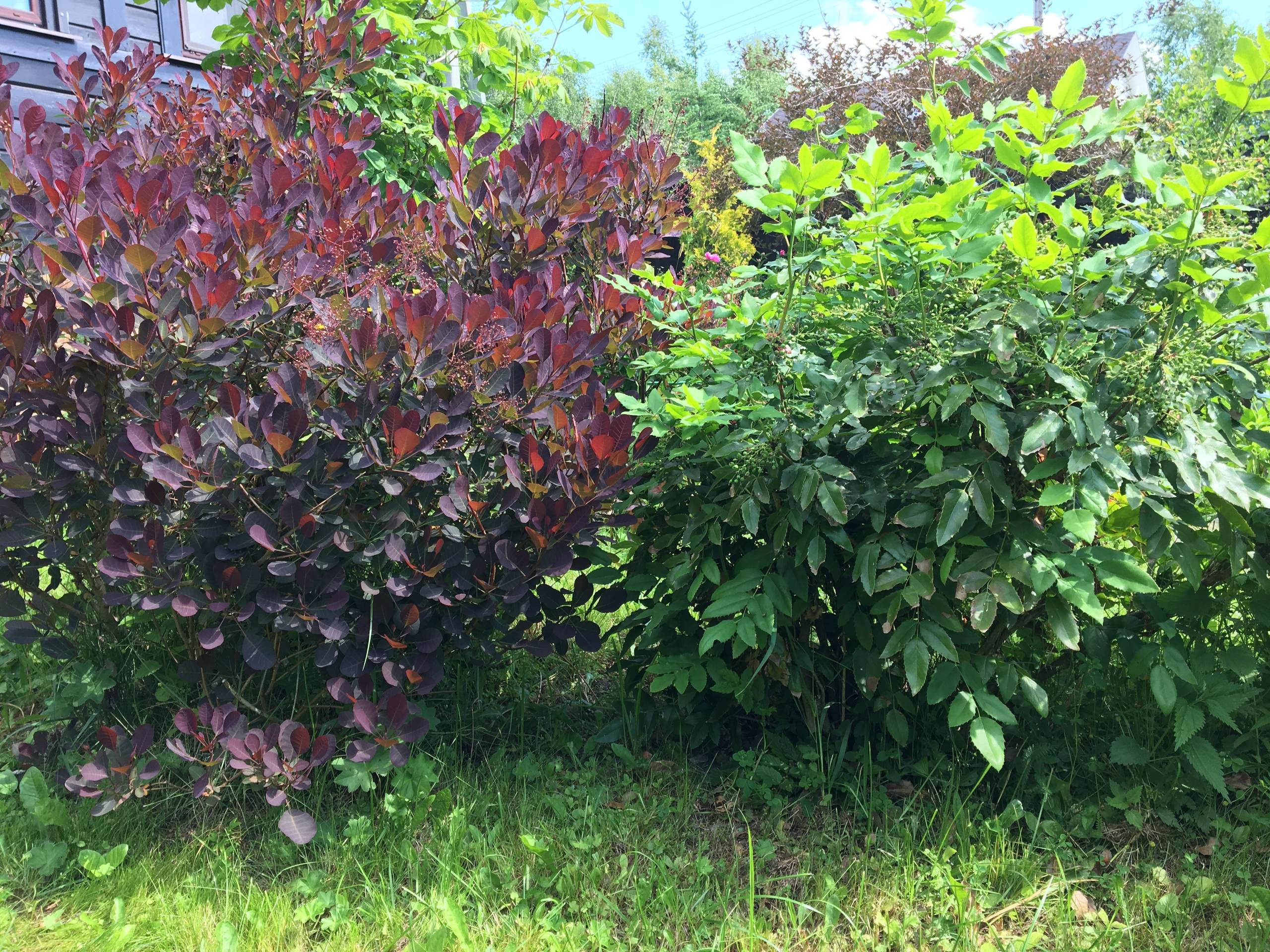 Сами не местные: 10 кустарников в зоне риска в Подмосковье