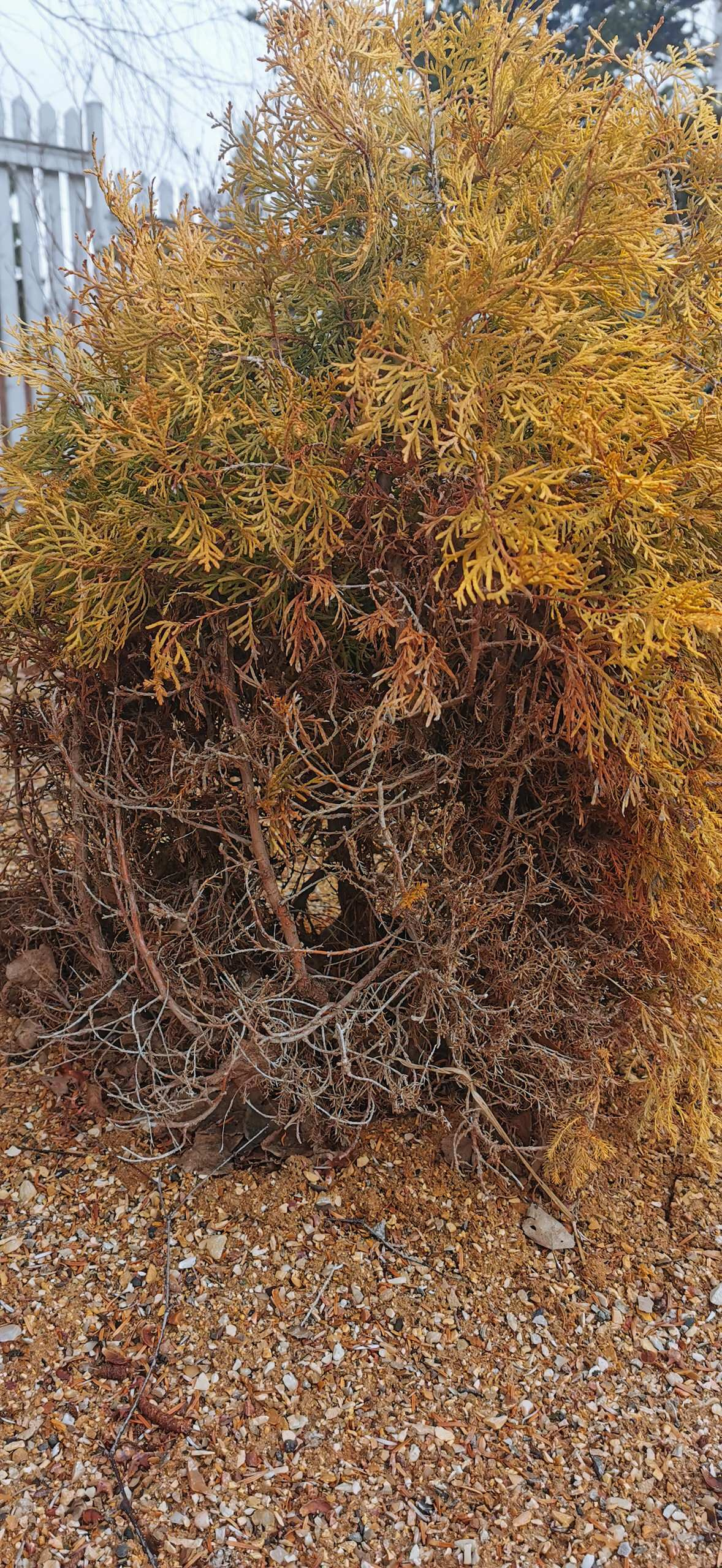 Как правильно: Реанимировать деревья и кусты весной