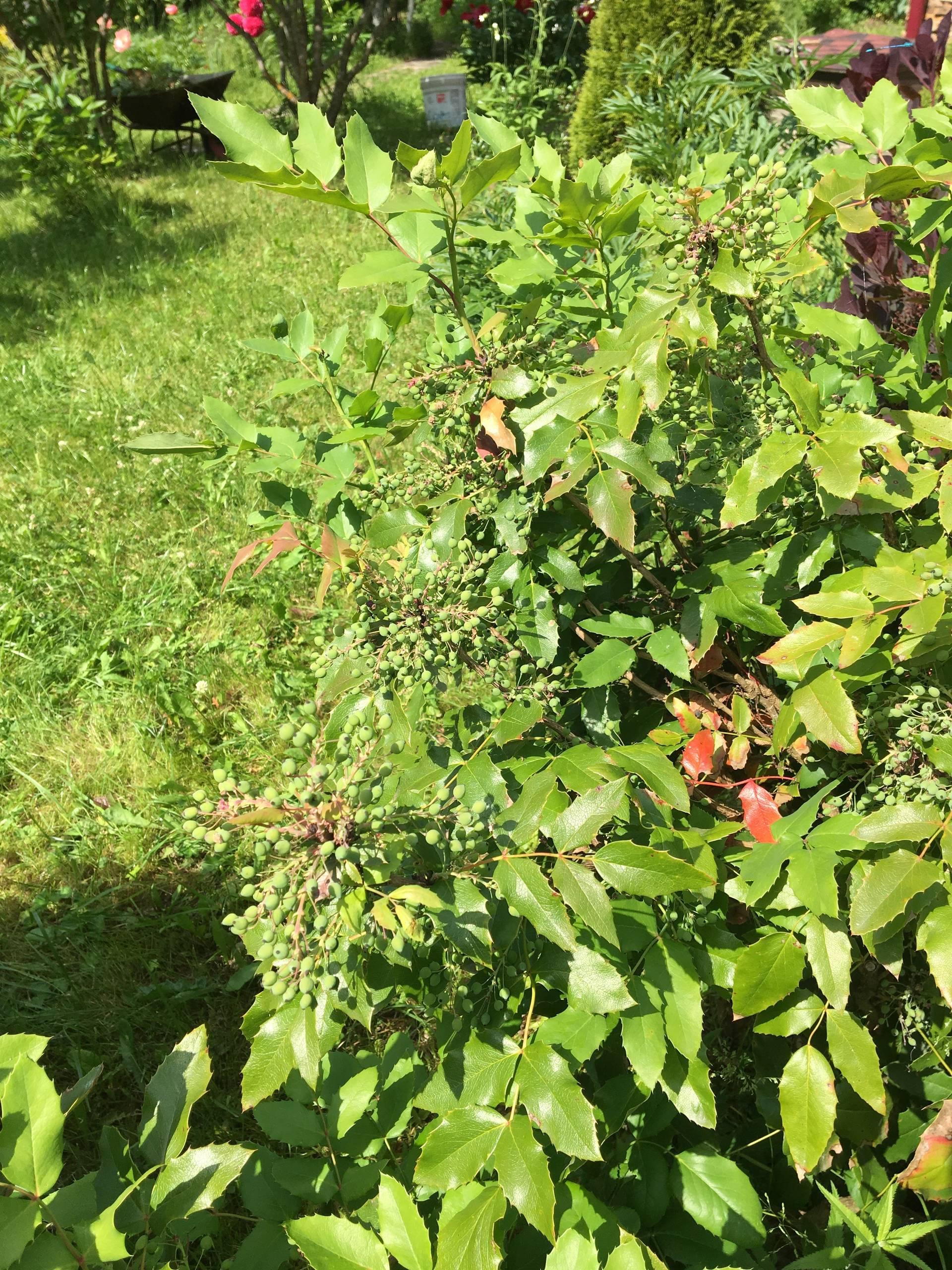 Сами не местные: 10 кустарников в зоне риска в Подмосковье