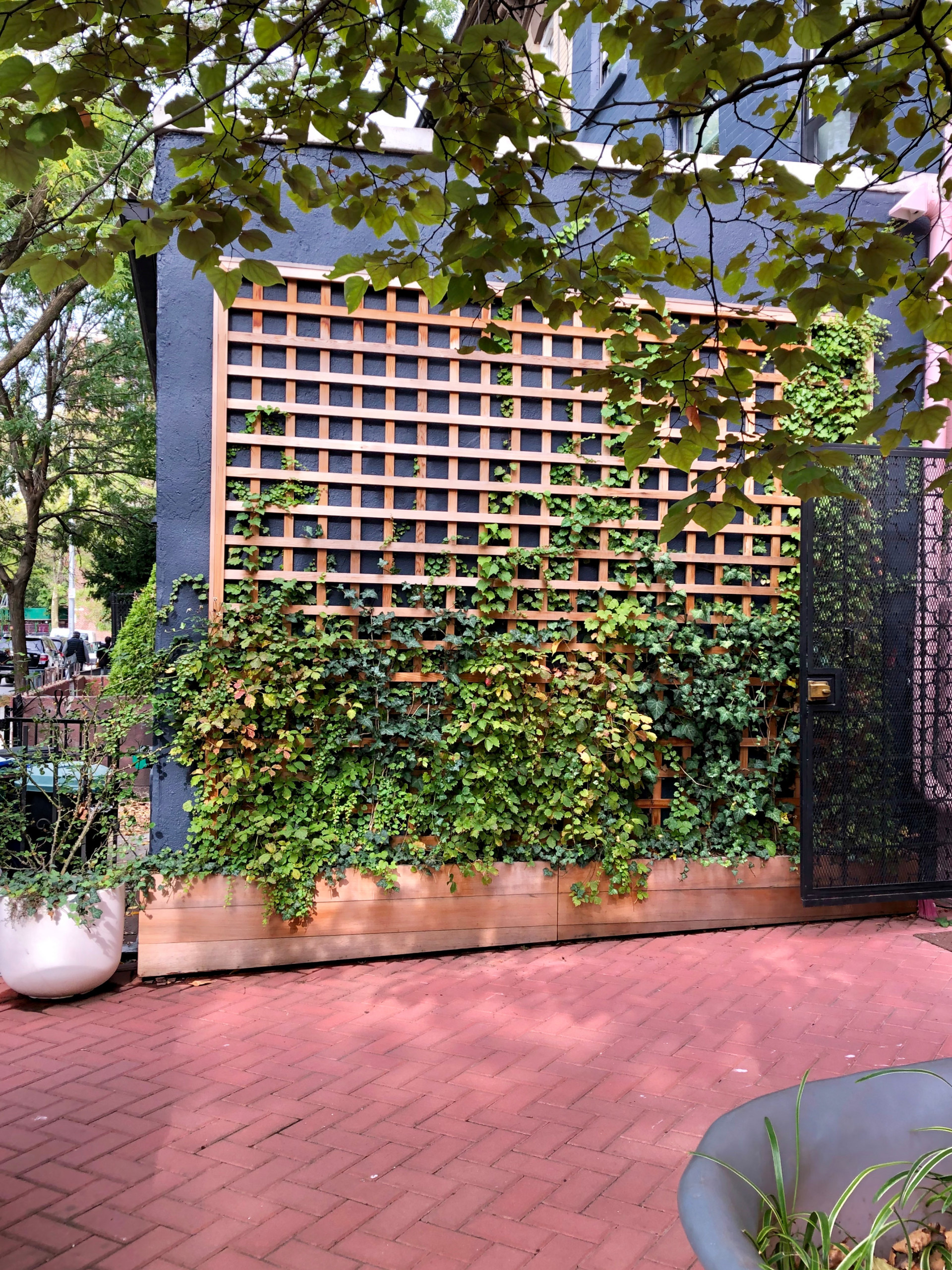 Вопрос: Есть ли альтернатива девичьему винограду на фасаде