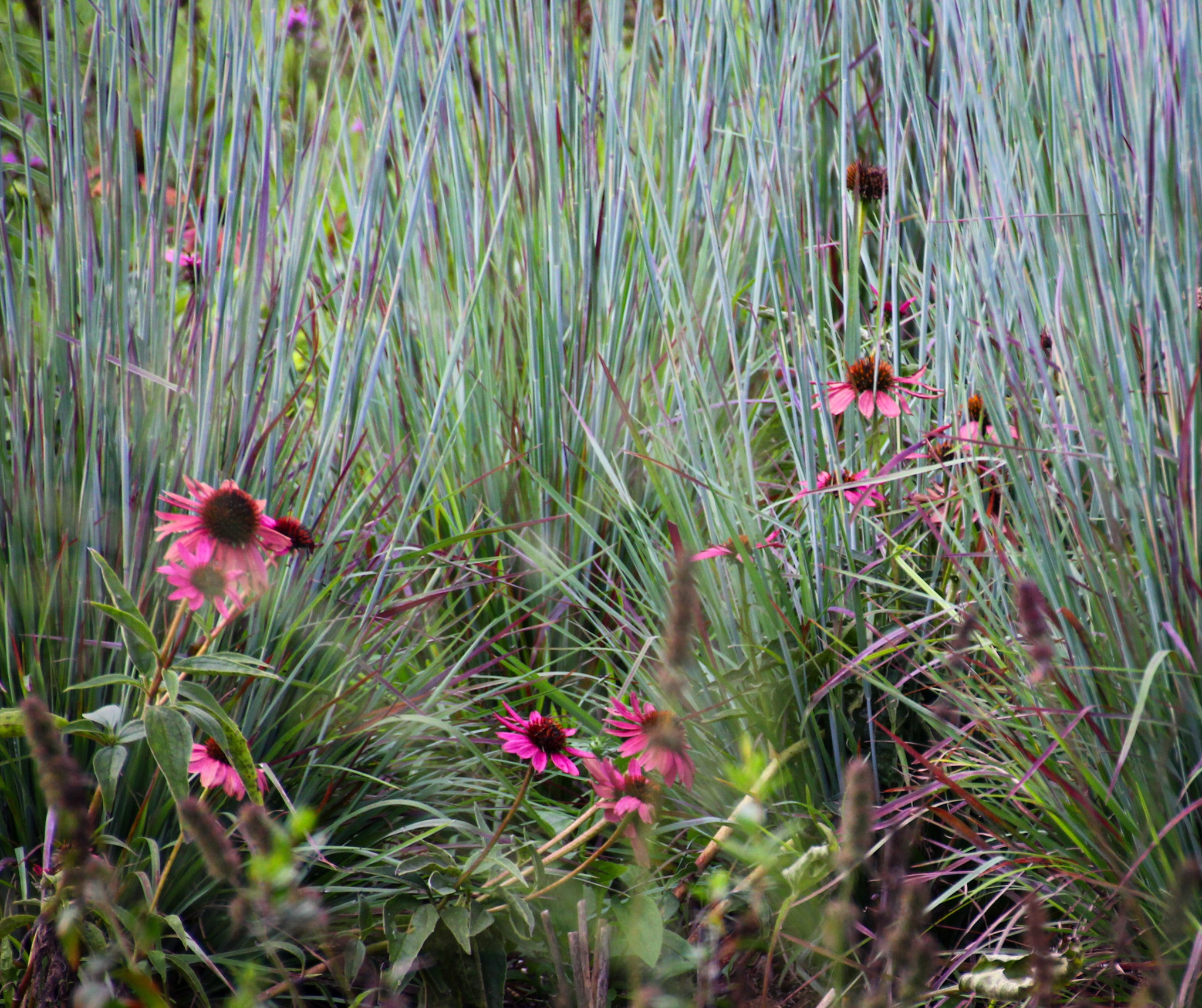 Как правильно: Посадочный материал для сада «новой волны»