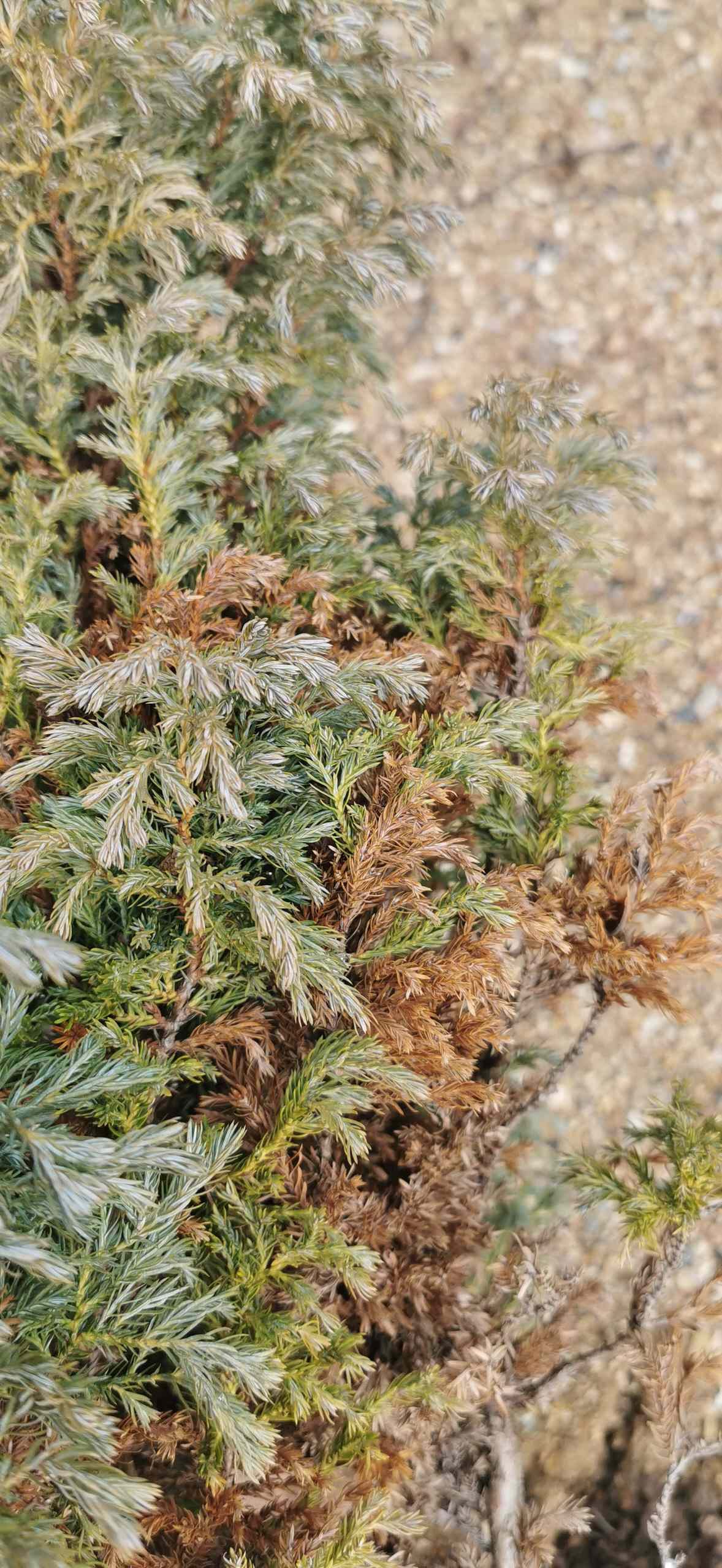 Как правильно: Реанимировать деревья и кусты весной