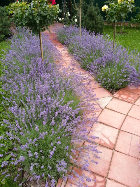 В гостях: Садик в подмосковных Рыбаках — как во Франции