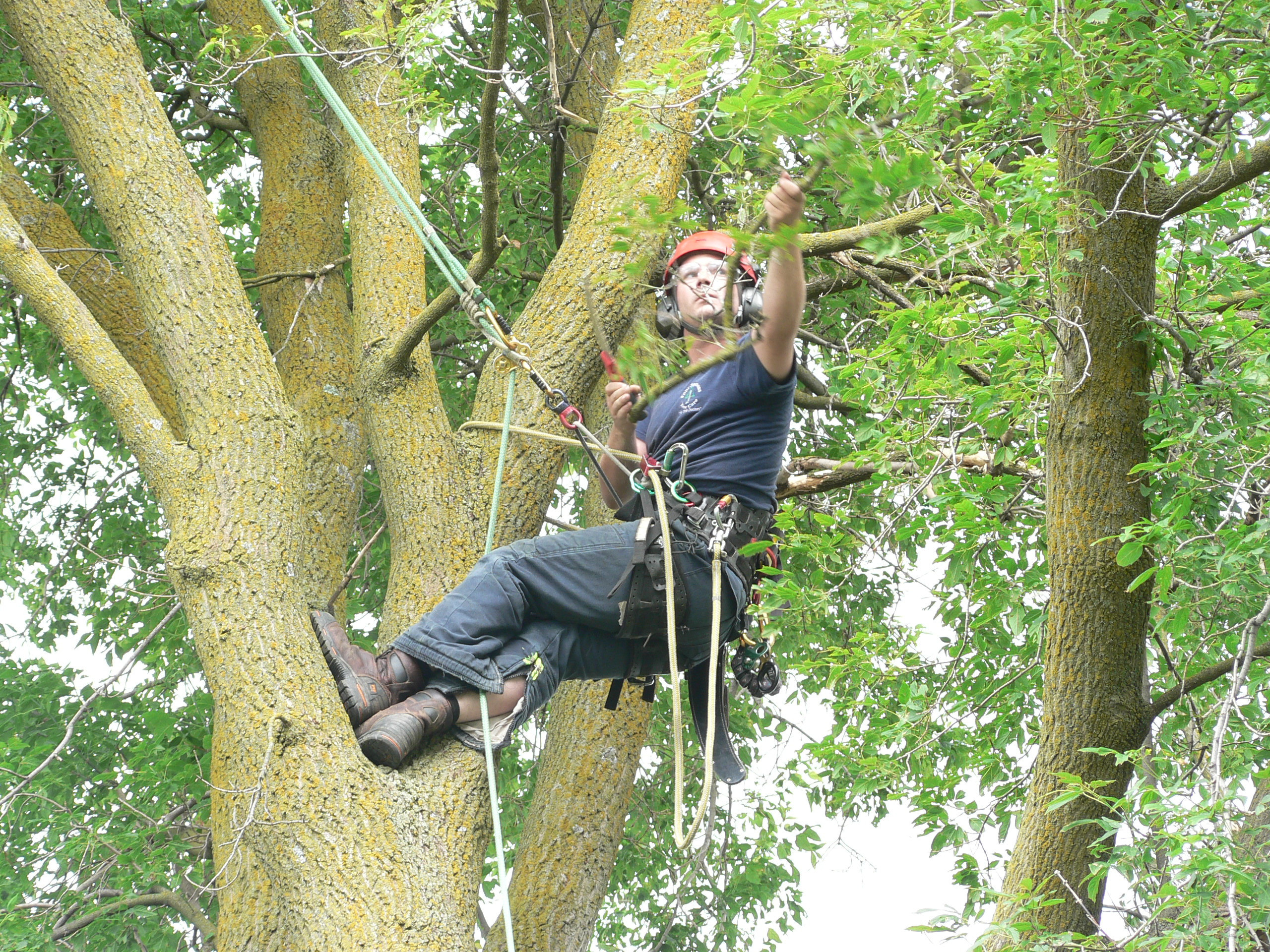 Личный опыт: Как я рубил гигантское дерево на участке