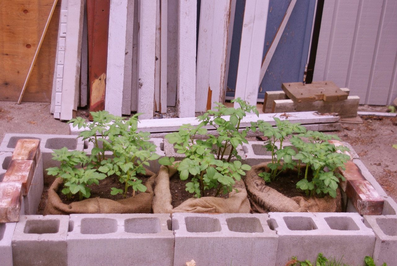 Фотоохота: 72 идеи для ограждения грядок