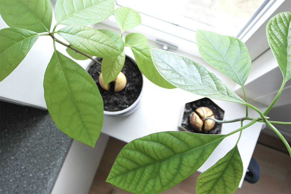 Дизайн-дебаты: Есть ли тренды в комнатных растениях