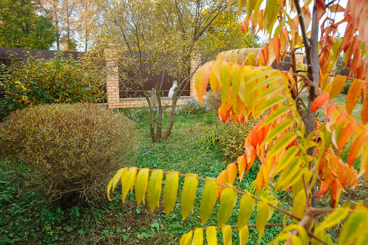 Проект недели: Пестрый сад в Рязанской области