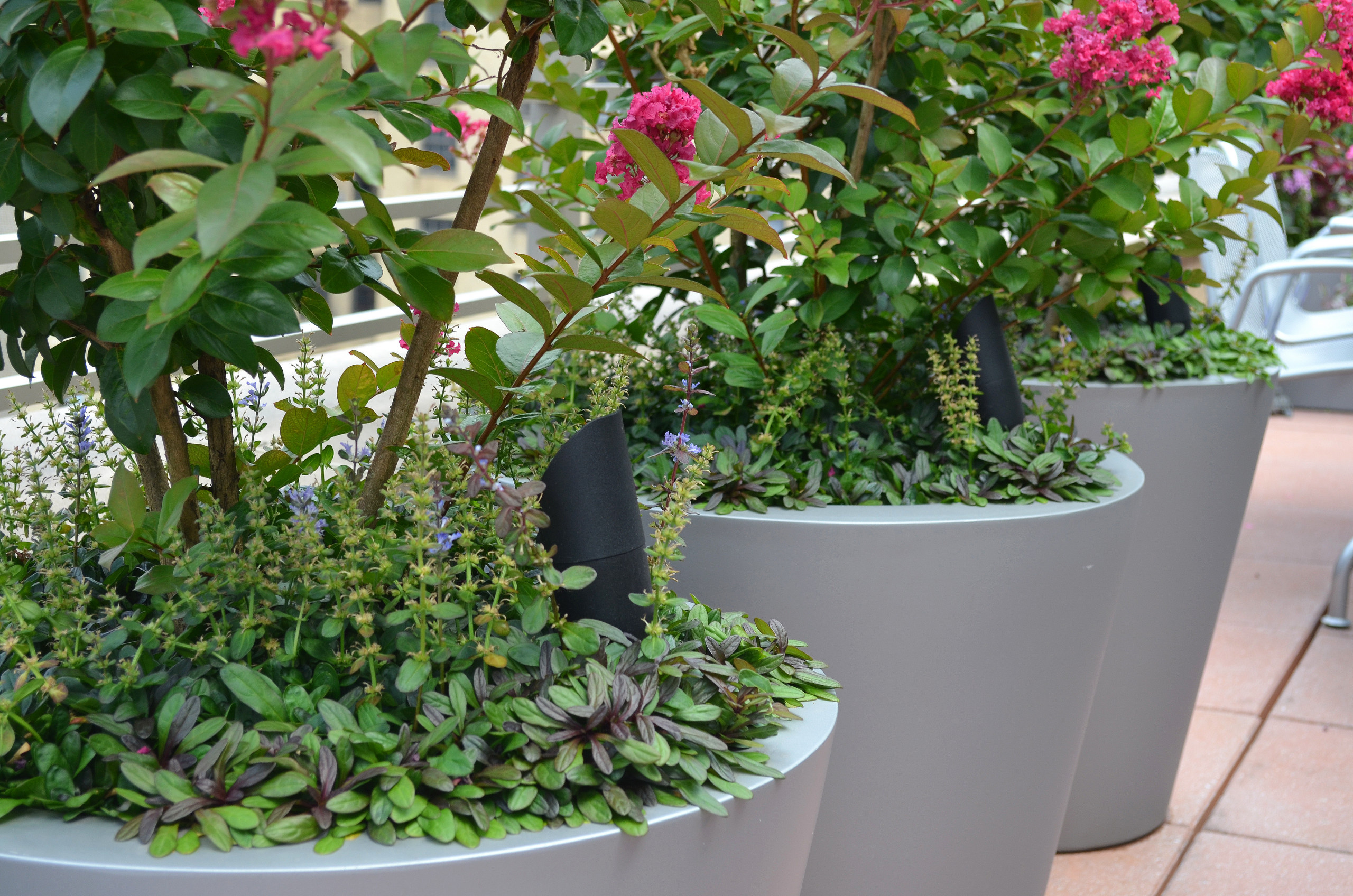 Фотоохота: 50 схем для высадки в летние кашпо