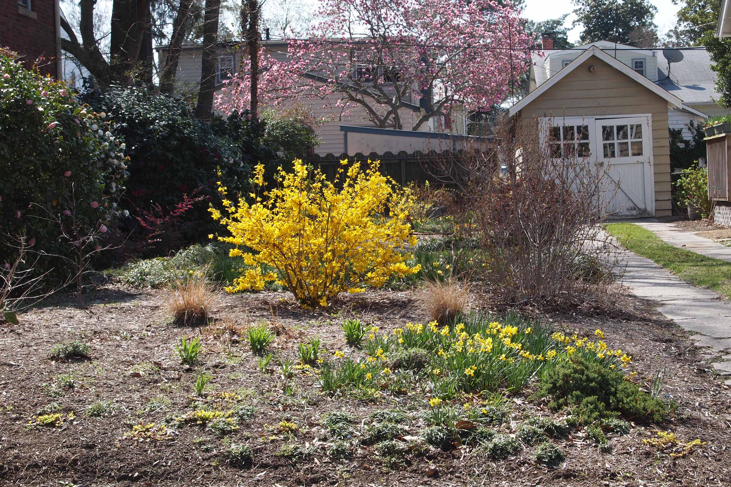 Сами не местные: 10 кустарников в зоне риска в Подмосковье