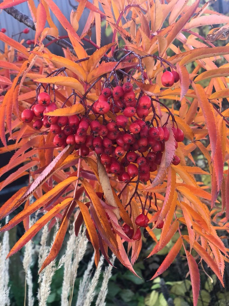 Проект недели: Пестрый сад в Рязанской области