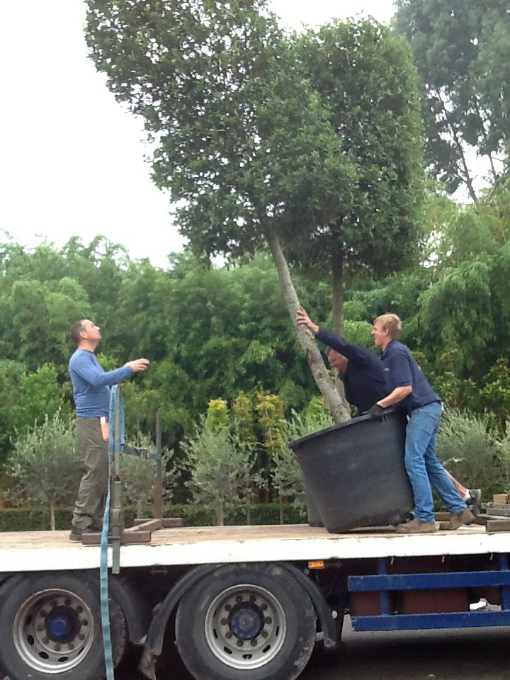 Как правильно: Посадить сад осенью