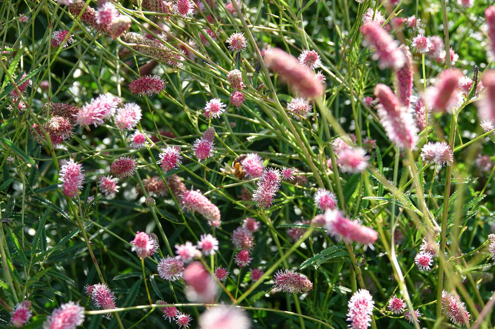 В гостях: Переделка природного сада у каскада прудов