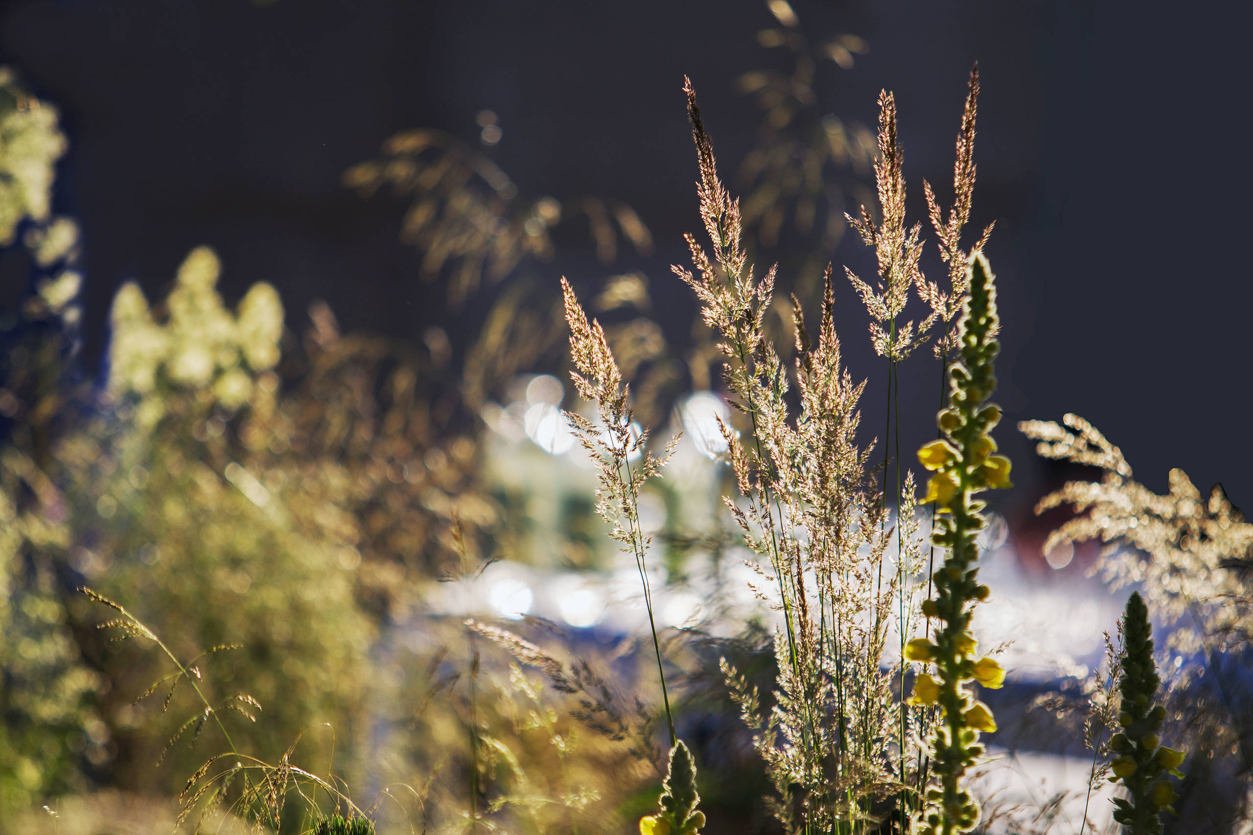 Проект недели: Английский сад о звуке, удивившем мир садоводства