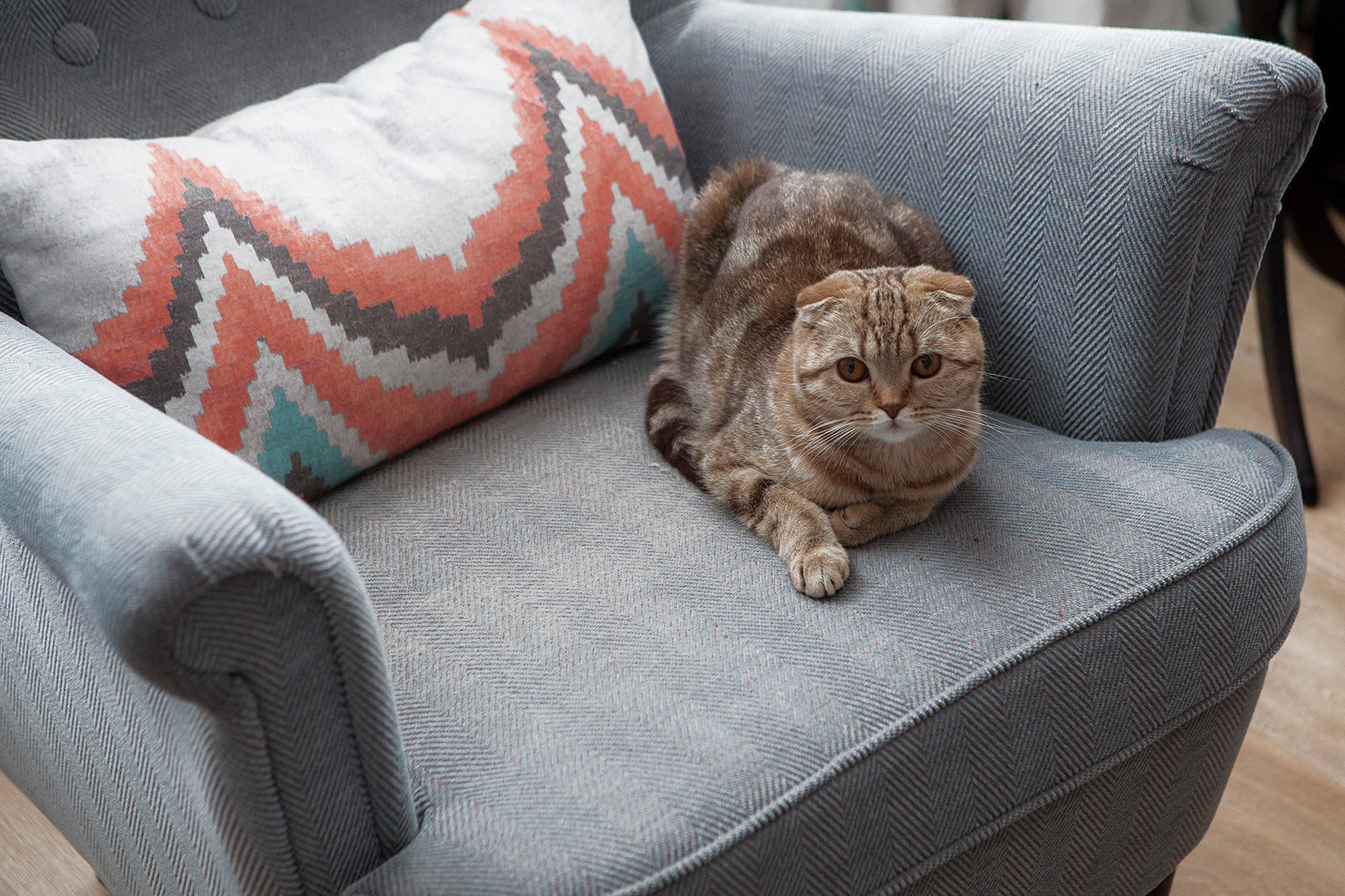 В гостях: Маленькая квартира для молодой девушки-юриста, кошки и собаки