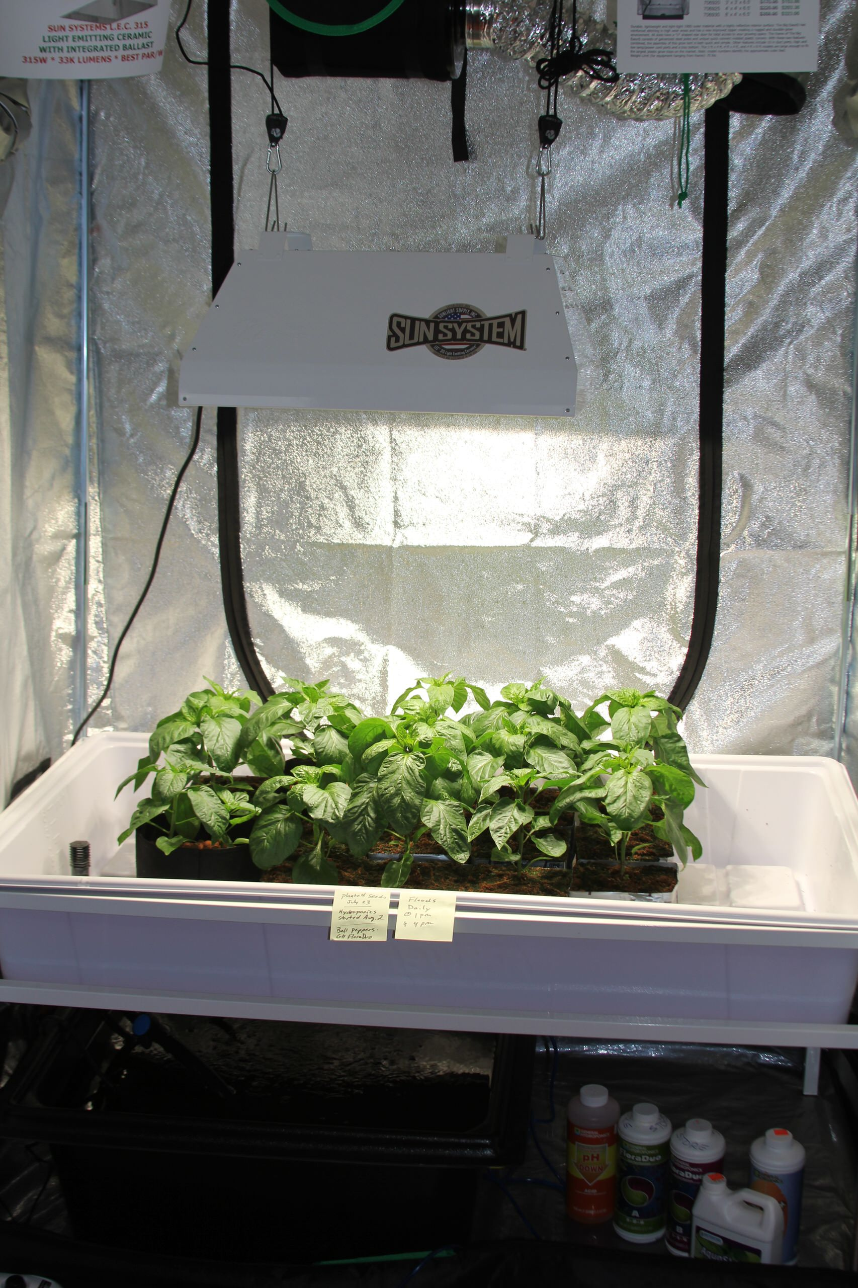 Хороший вопрос: Какую зелень можно вырастить на подоконнике зимой