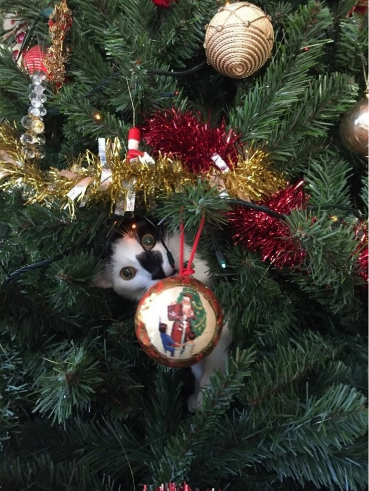 Вопрос: Чем заняться дома в новогодние праздники