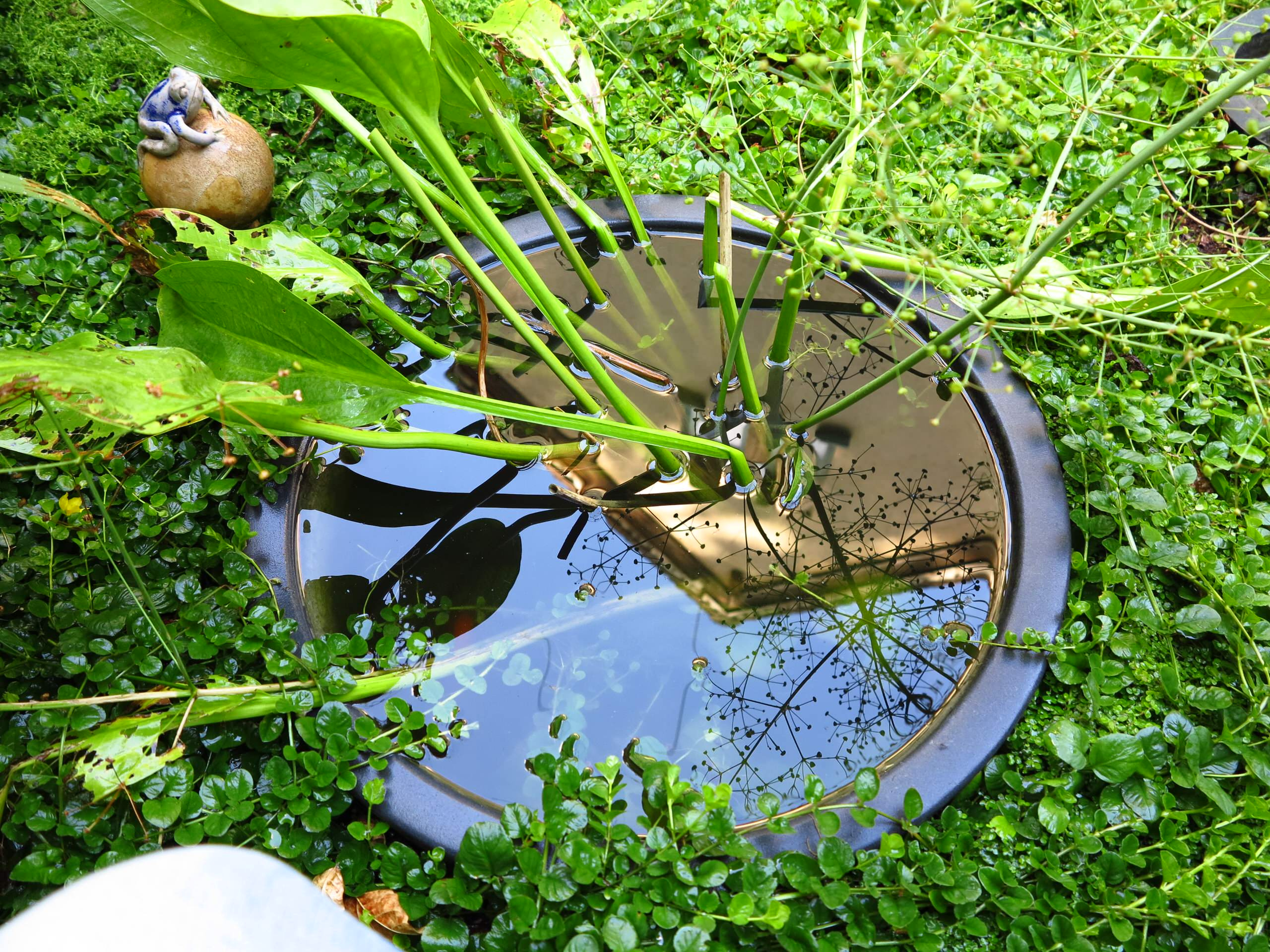 Фотоохота: 69 идей, как оформить пруд на даче