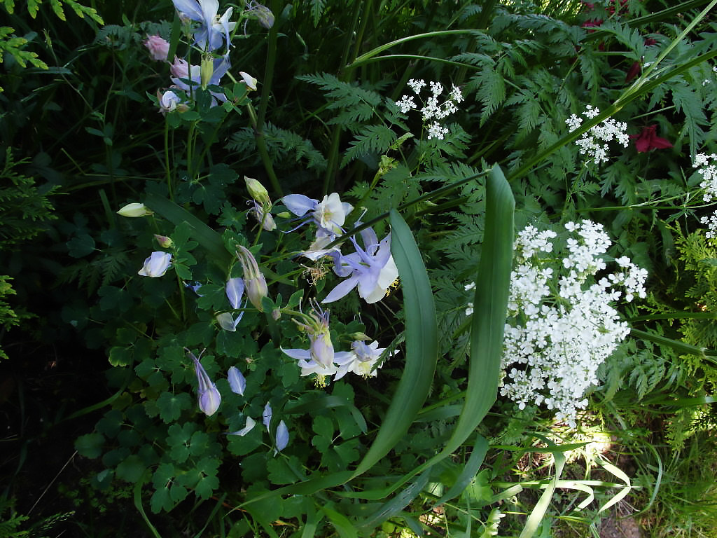 Что-то с чем-то: Как создавать композиции из растений
