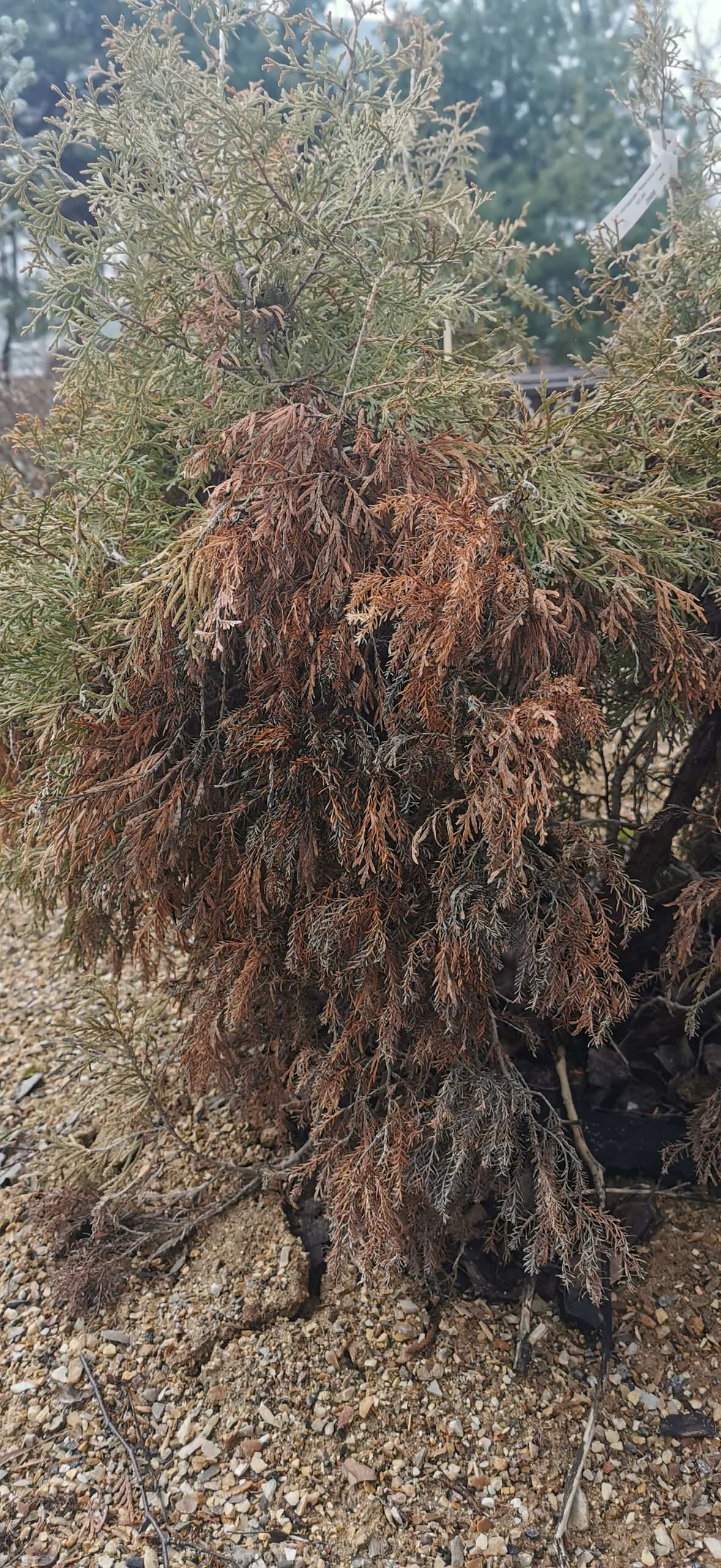 Как правильно: Реанимировать деревья и кусты весной