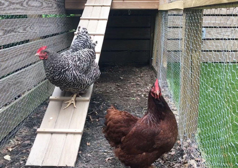 Вопрос: Как построить курятник своими руками